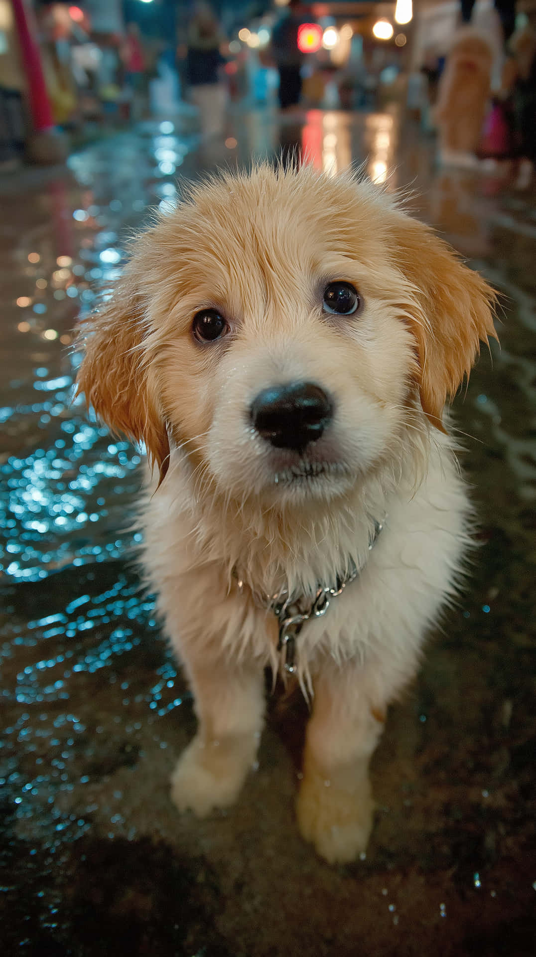 Adorable Wet Golden Retriever Puppy Looking Up With Big Eyes Wallpaper