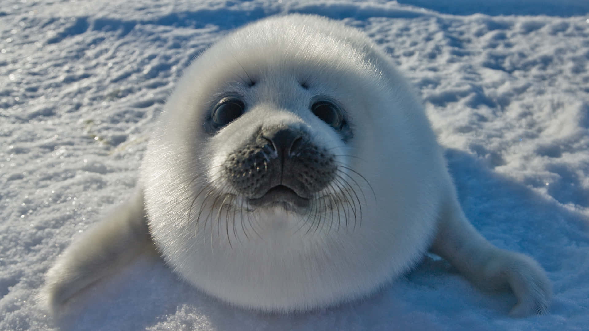 Adorable White Harp Seal Pup Wallpaper