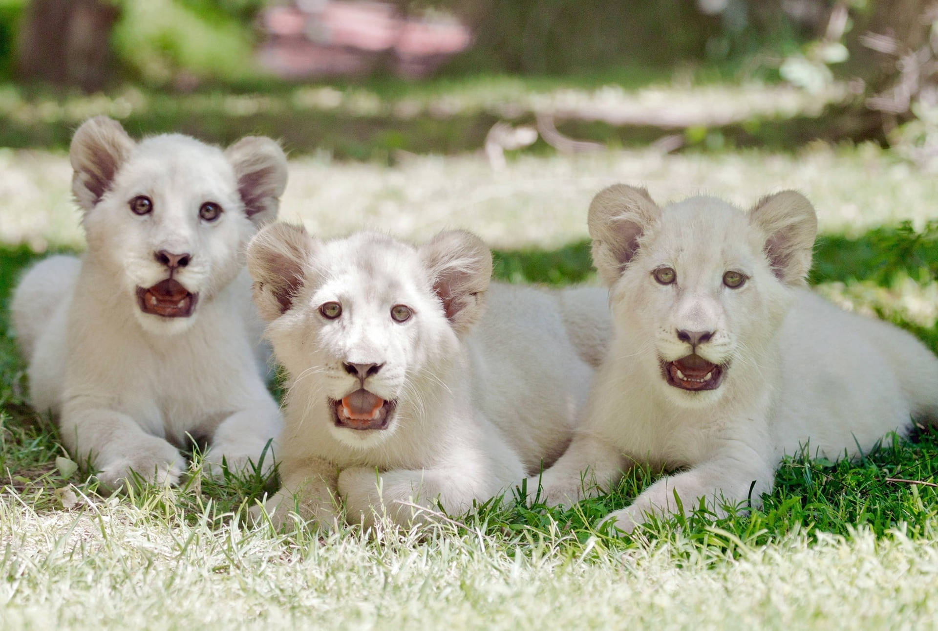 Adorable White Lions Wallpaper