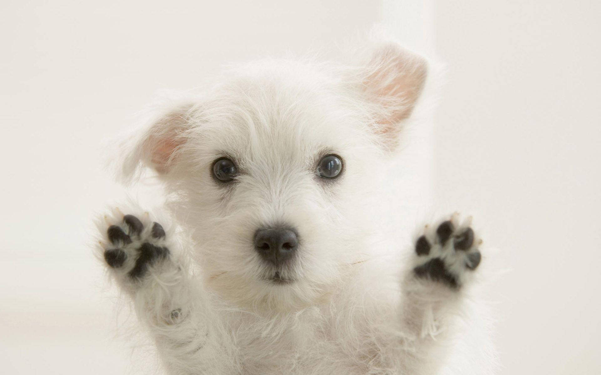 Adorable White Puppy Paws Up Wallpaper
