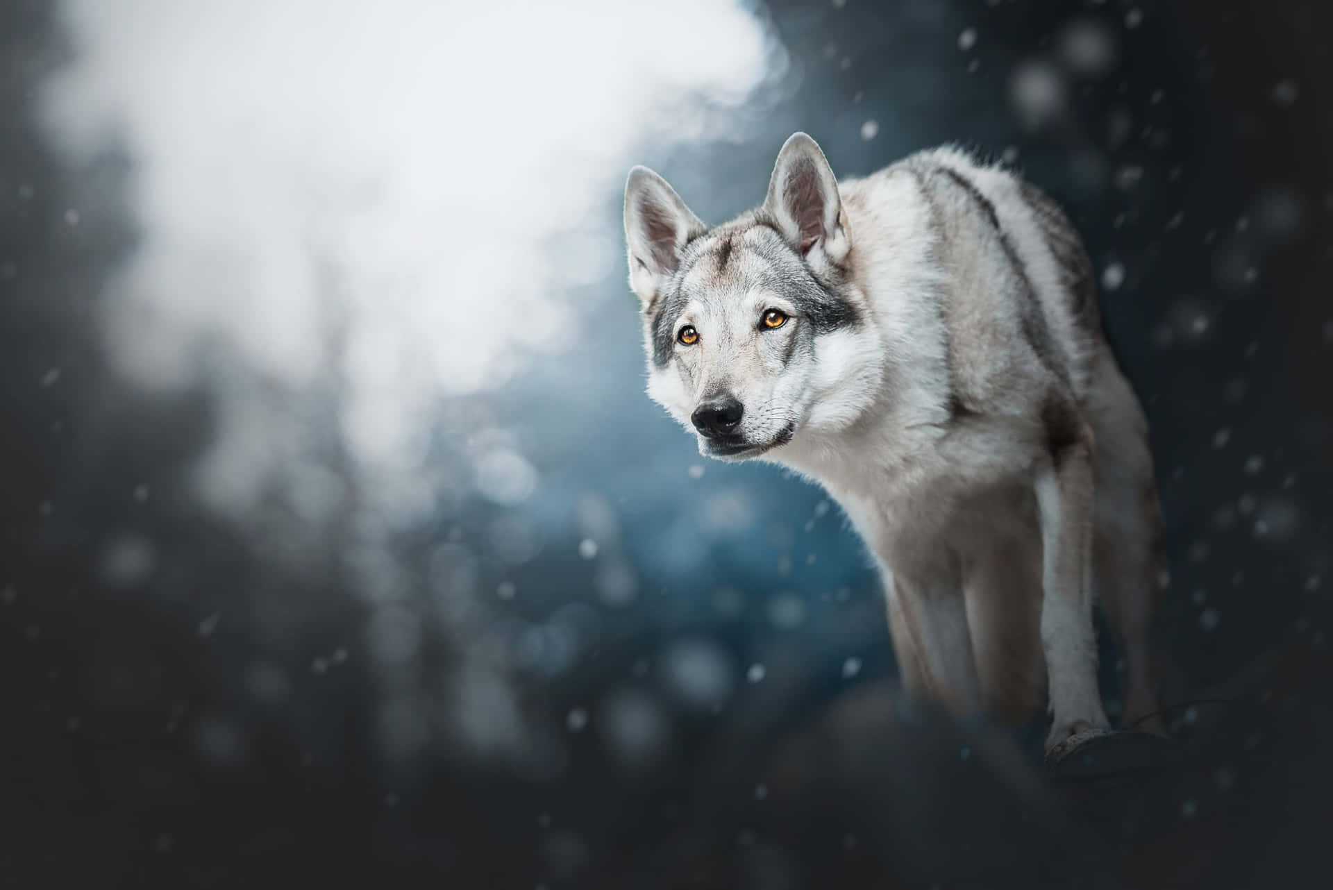 Adorable Wolf Pup Amidst Nature's Serenity Wallpaper