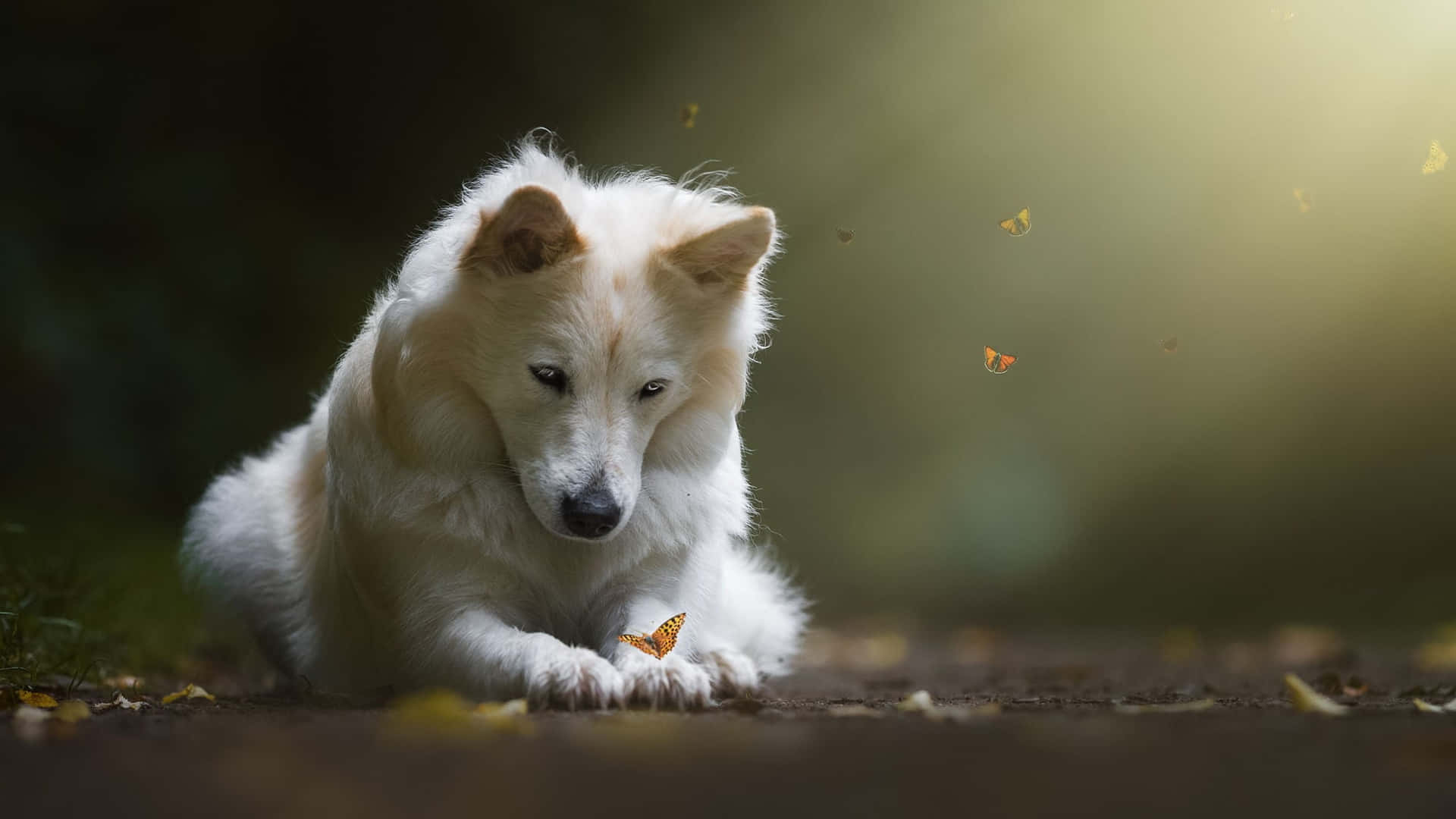 Adorable Wolf Pup Exploring Wilderness Wallpaper
