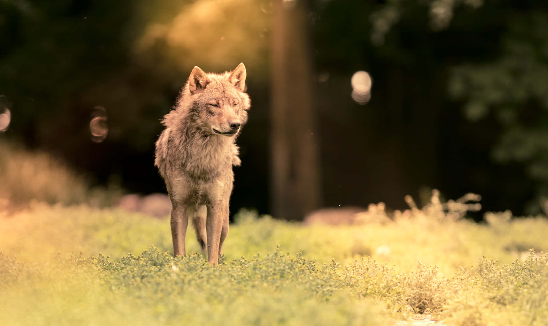 Adorable Wolf Pup In Its Natural Habitat Wallpaper