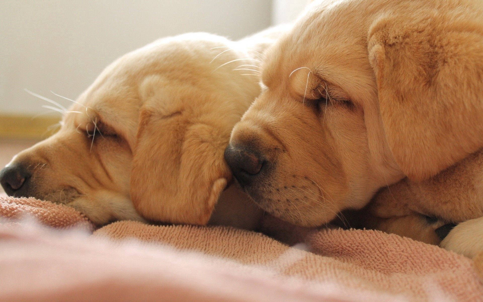 Adorable Wrinkled Face Puppies Wallpaper