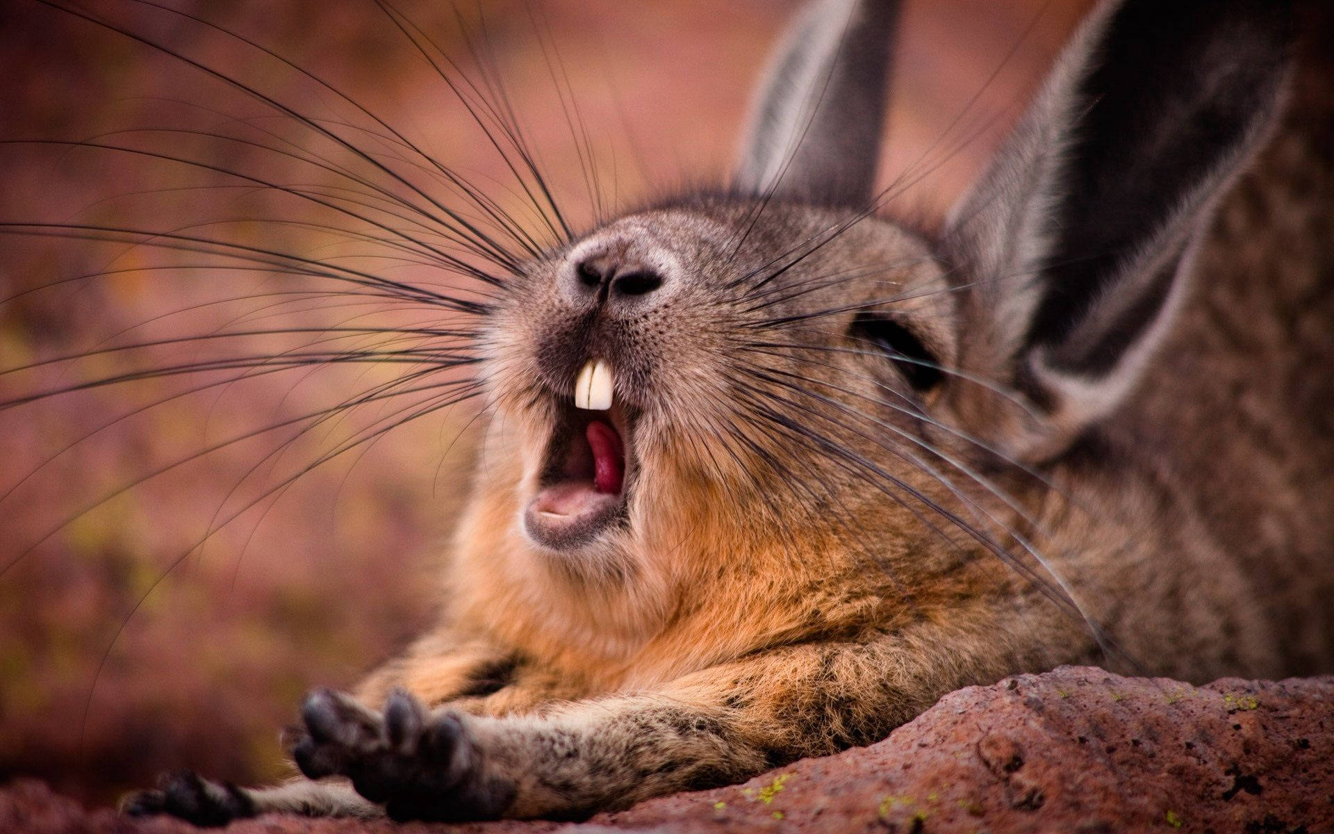 A sleepy and adorable brown bunny yawns Wallpaper
