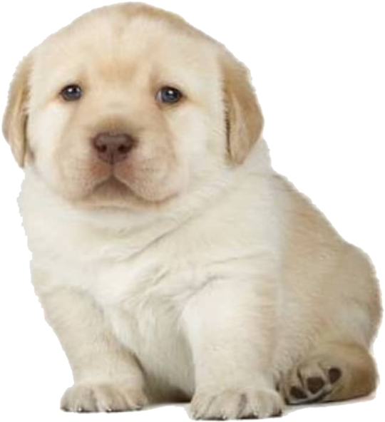 Adorable Yellow Labrador Puppy PNG
