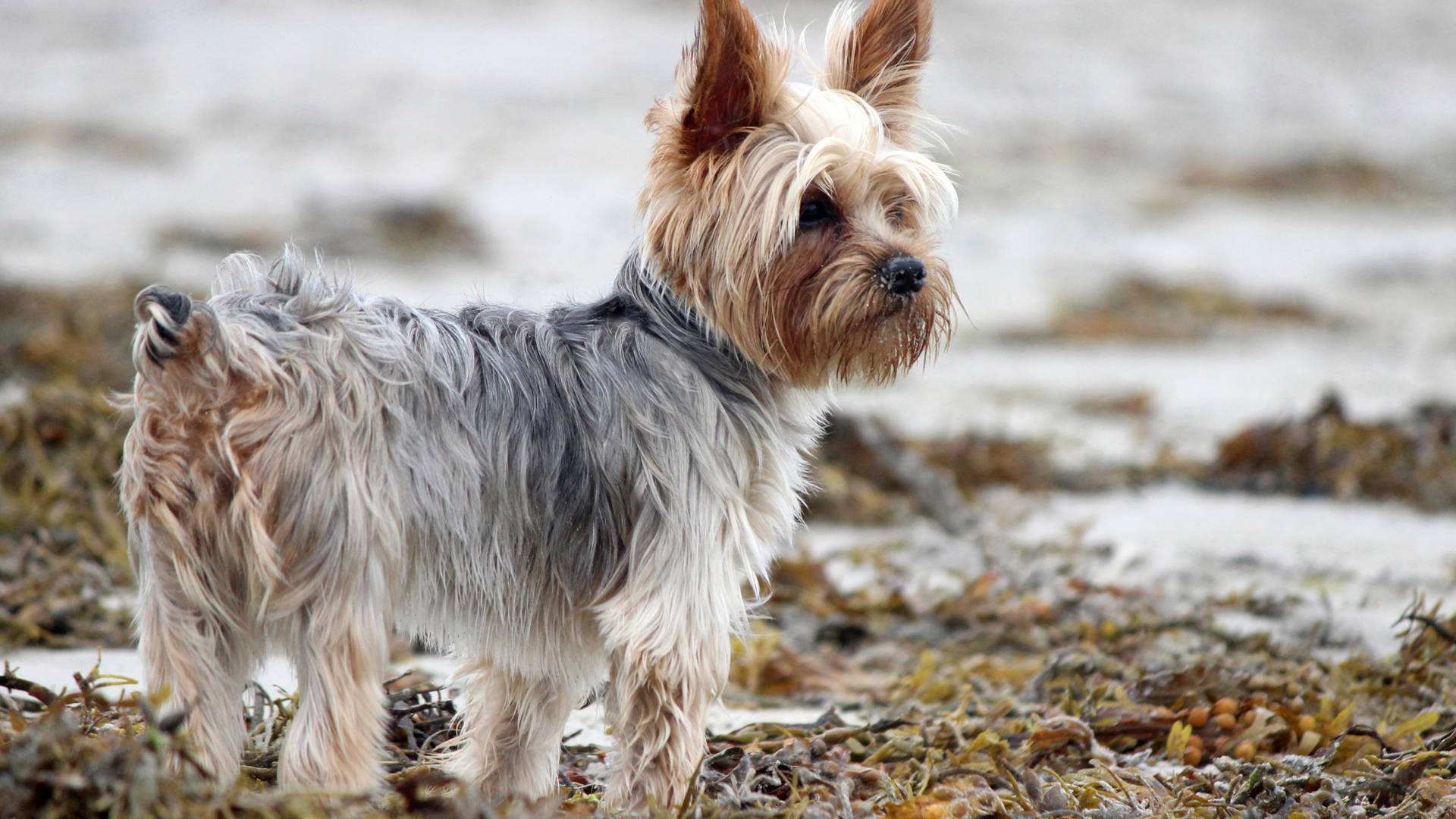 Adorable Yorkshire Terrier Beach Photography Wallpaper