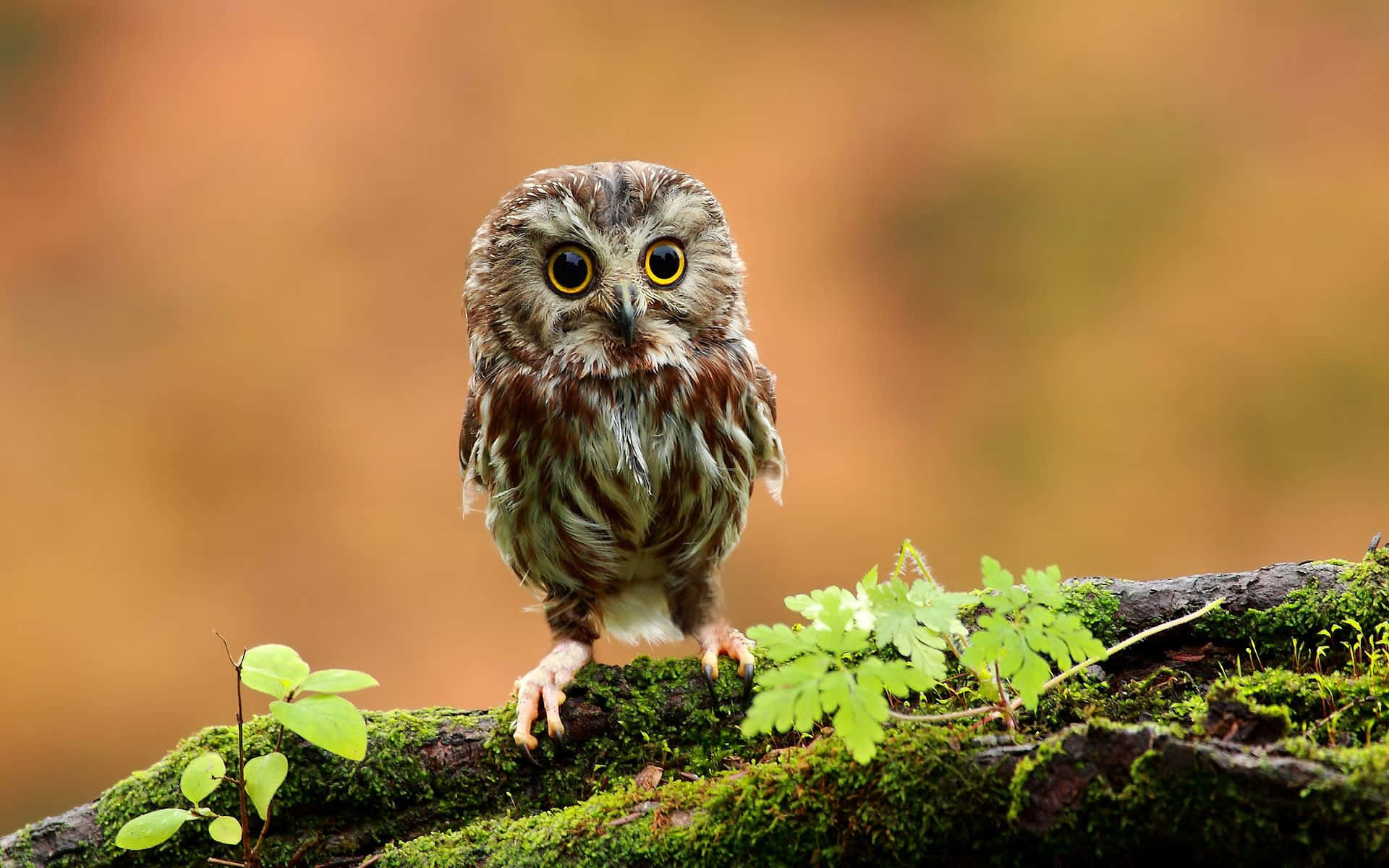 "adorable Young Owl Perched On A Branch, Looking Into The Distance"