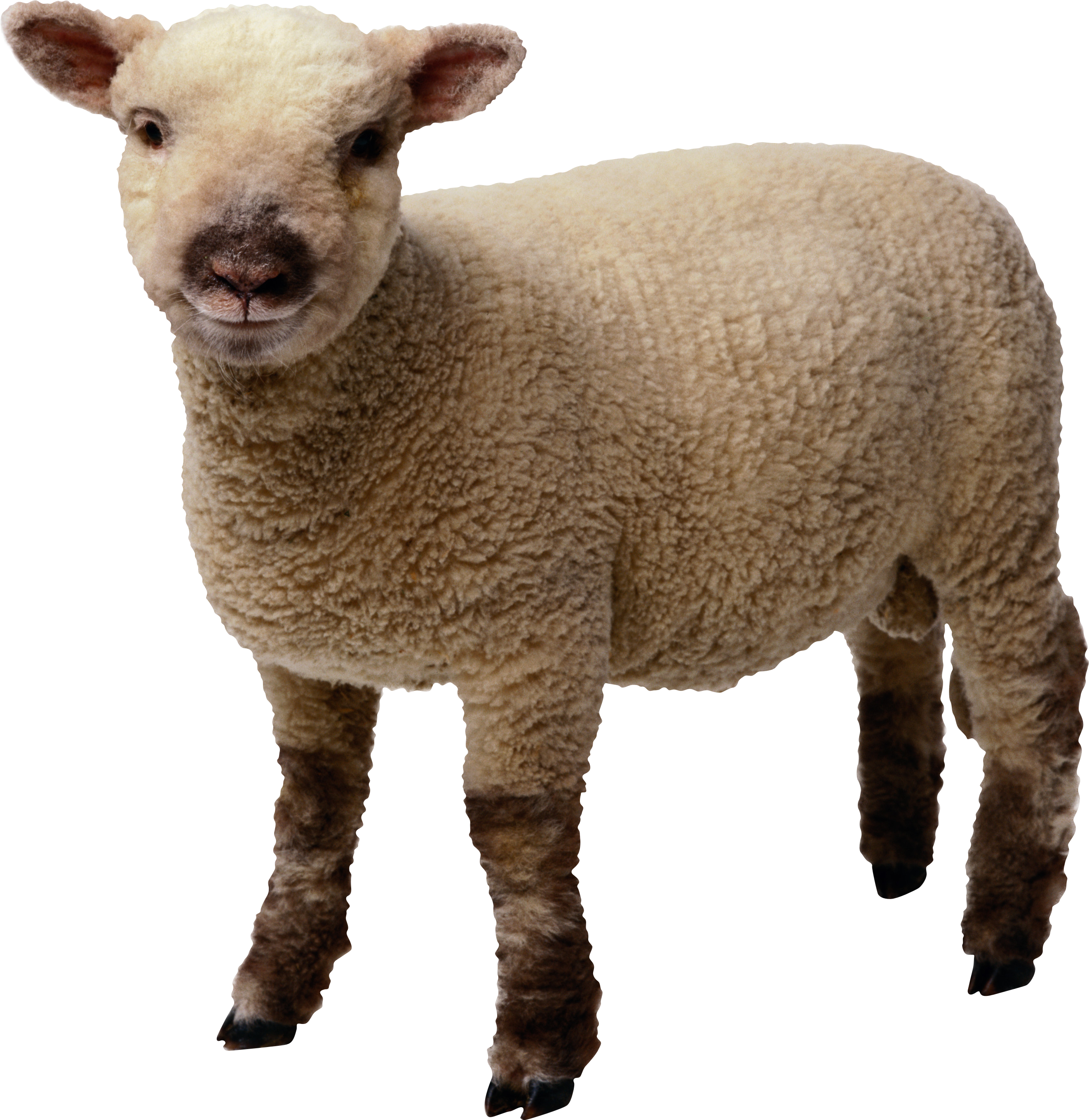 Adorable Young Sheep Standing PNG