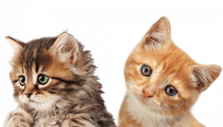 Adorable_ Tabby_ Kittens_ Portrait PNG