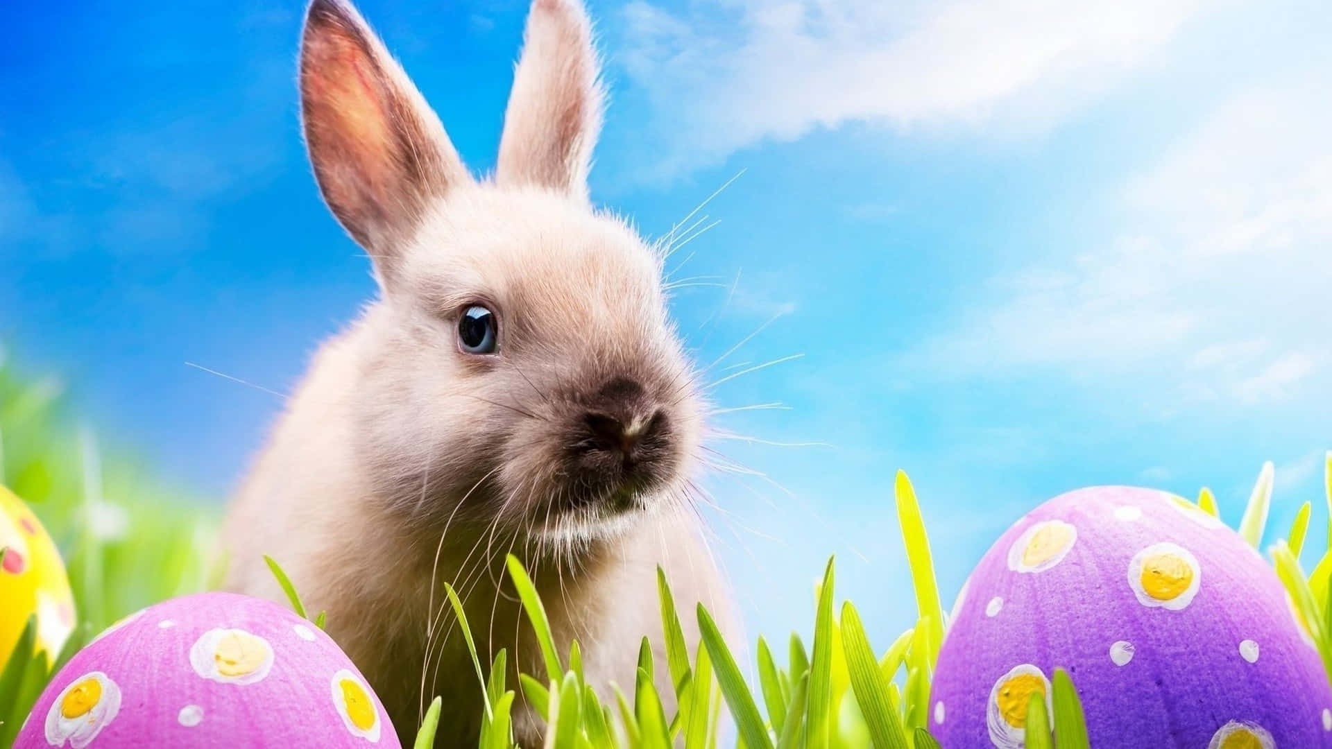 Adorableconejito De Pascua Y Huevos Coloridos Sobre Un Fondo Festivo