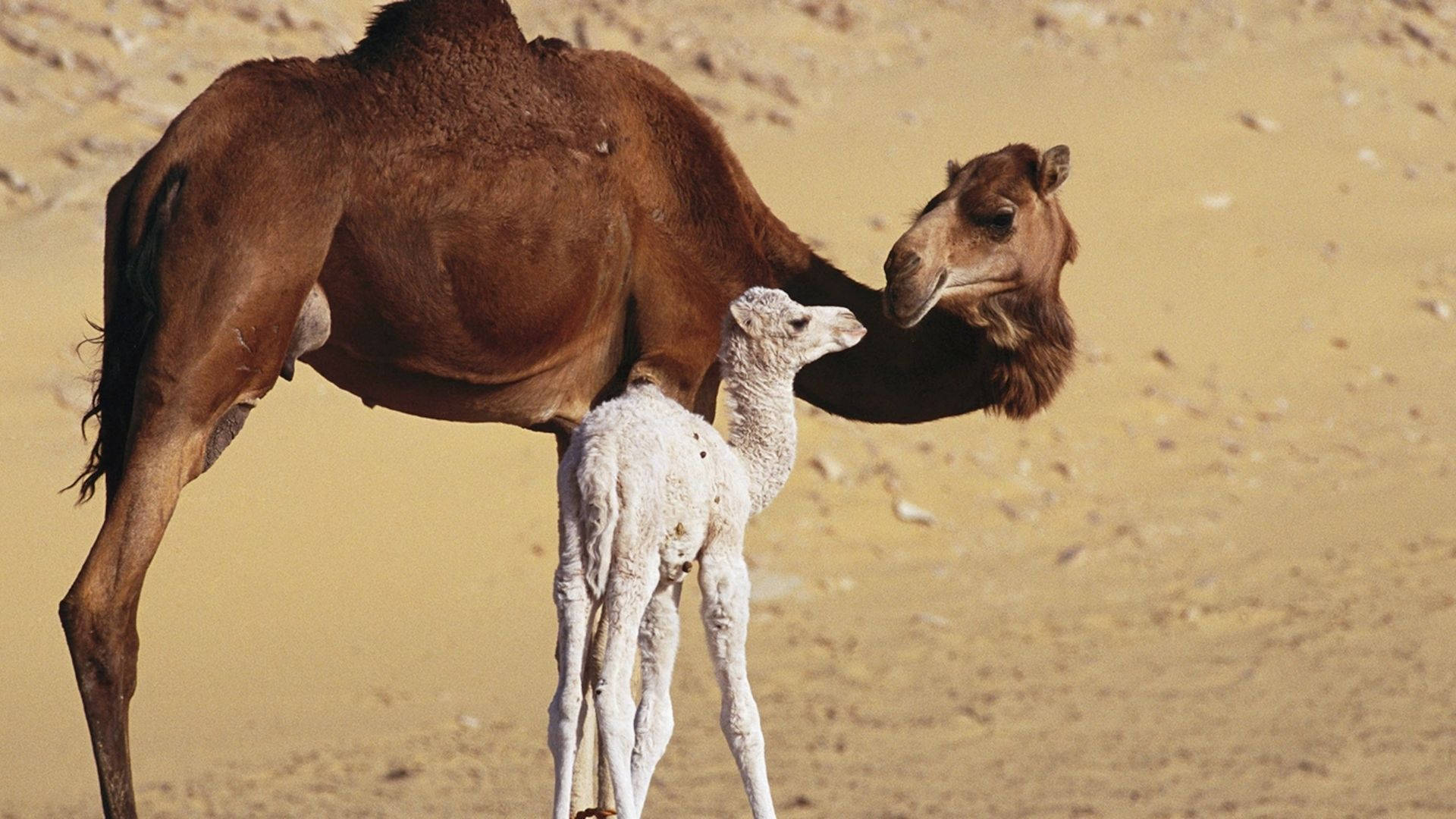 A Cherished Moment Between a Mother Camel and Her Baby Wallpaper