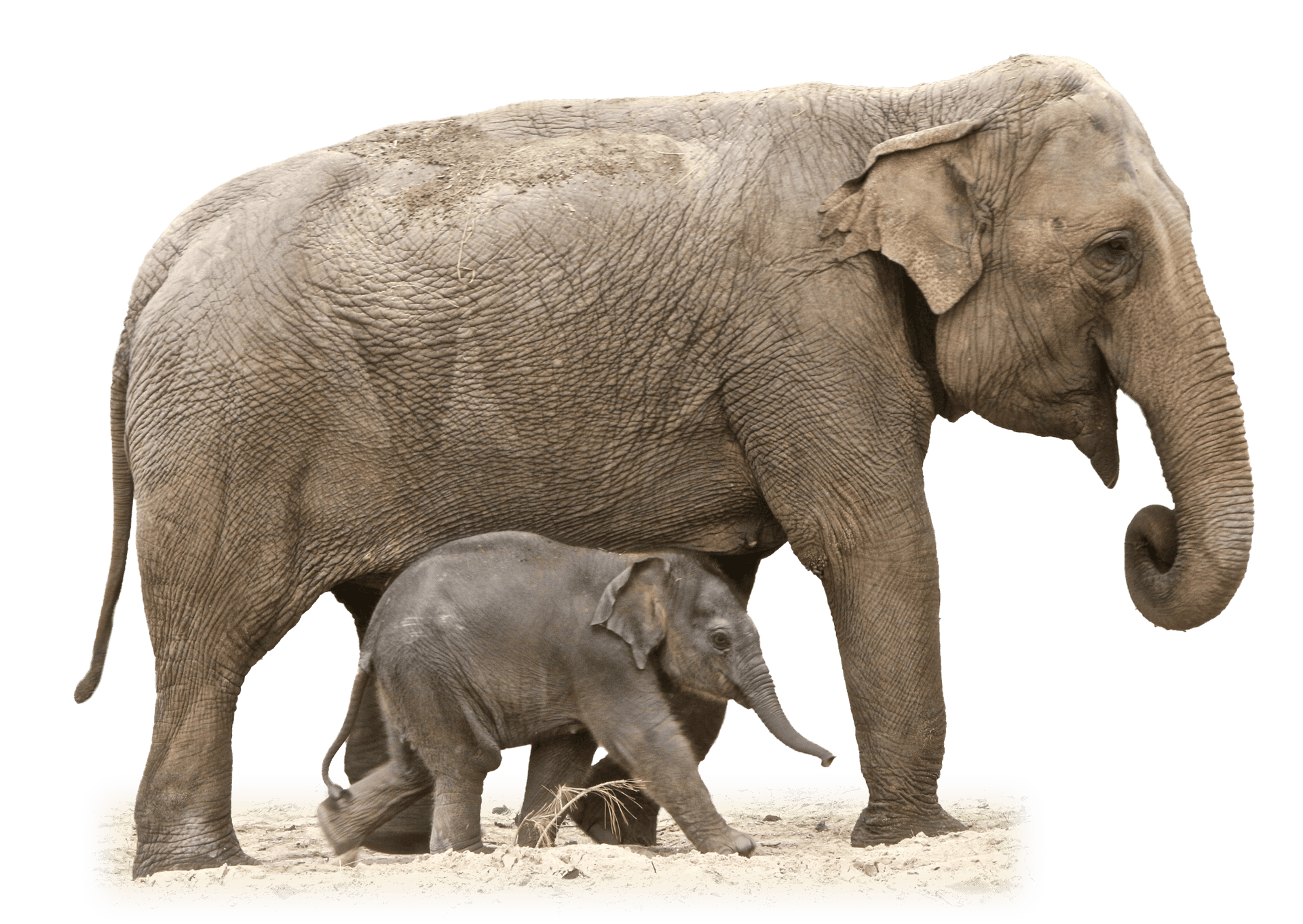 Adult_and_ Baby_ Elephant_ Together PNG