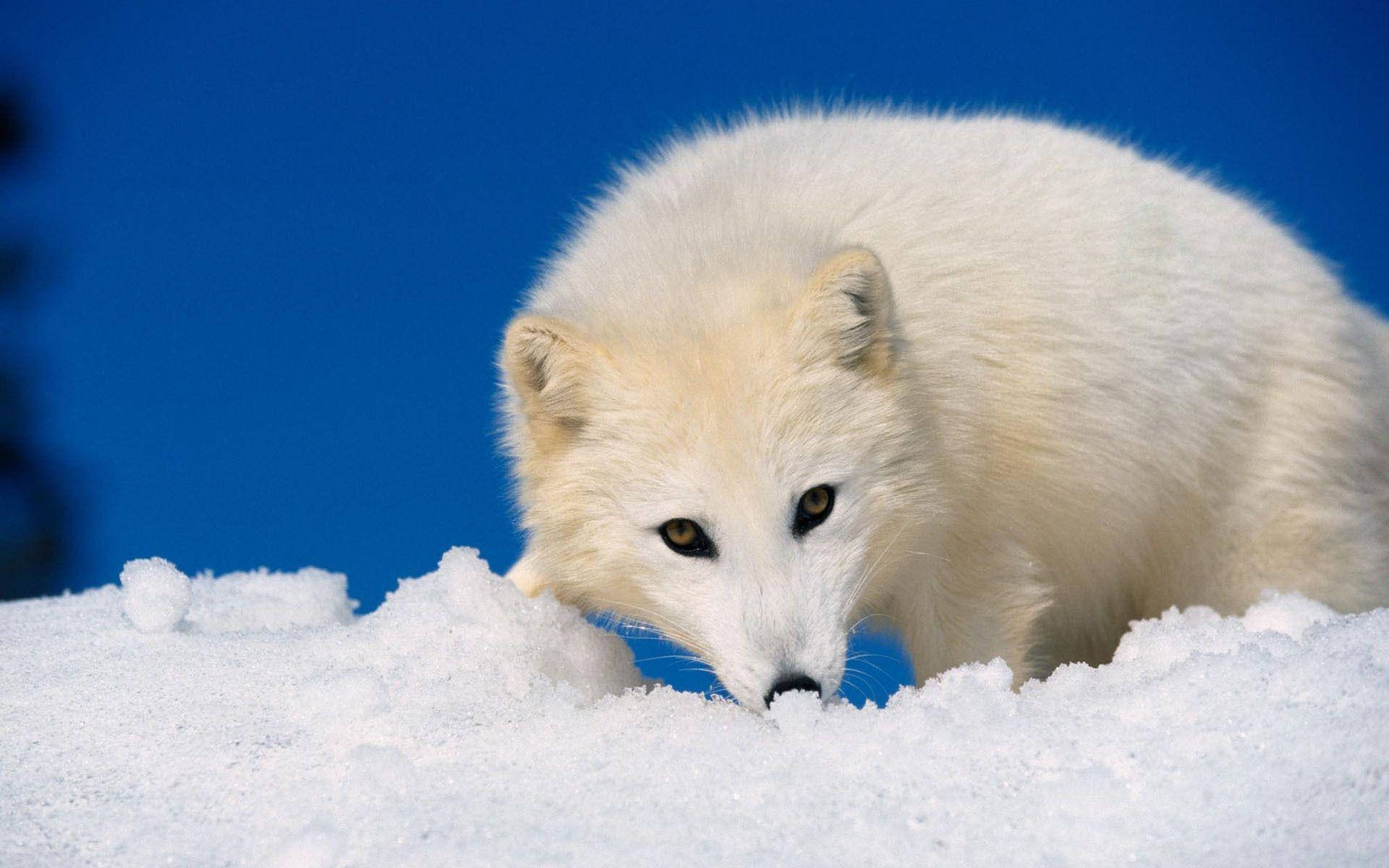Adult Arctic White Fox Wallpaper