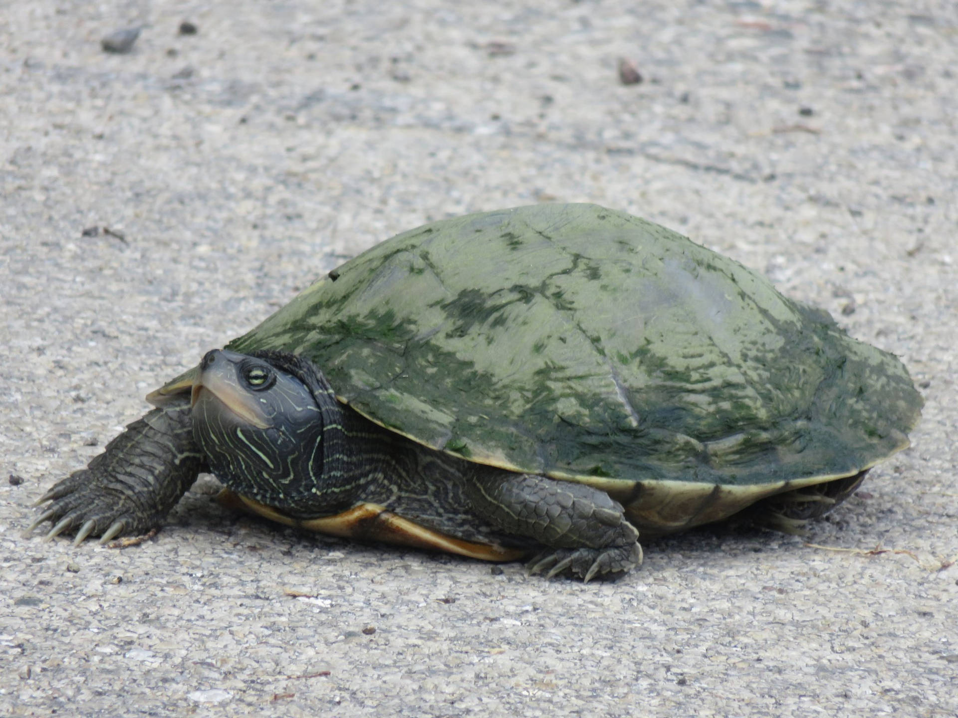 Adult Female Common Map Turtle Wallpaper