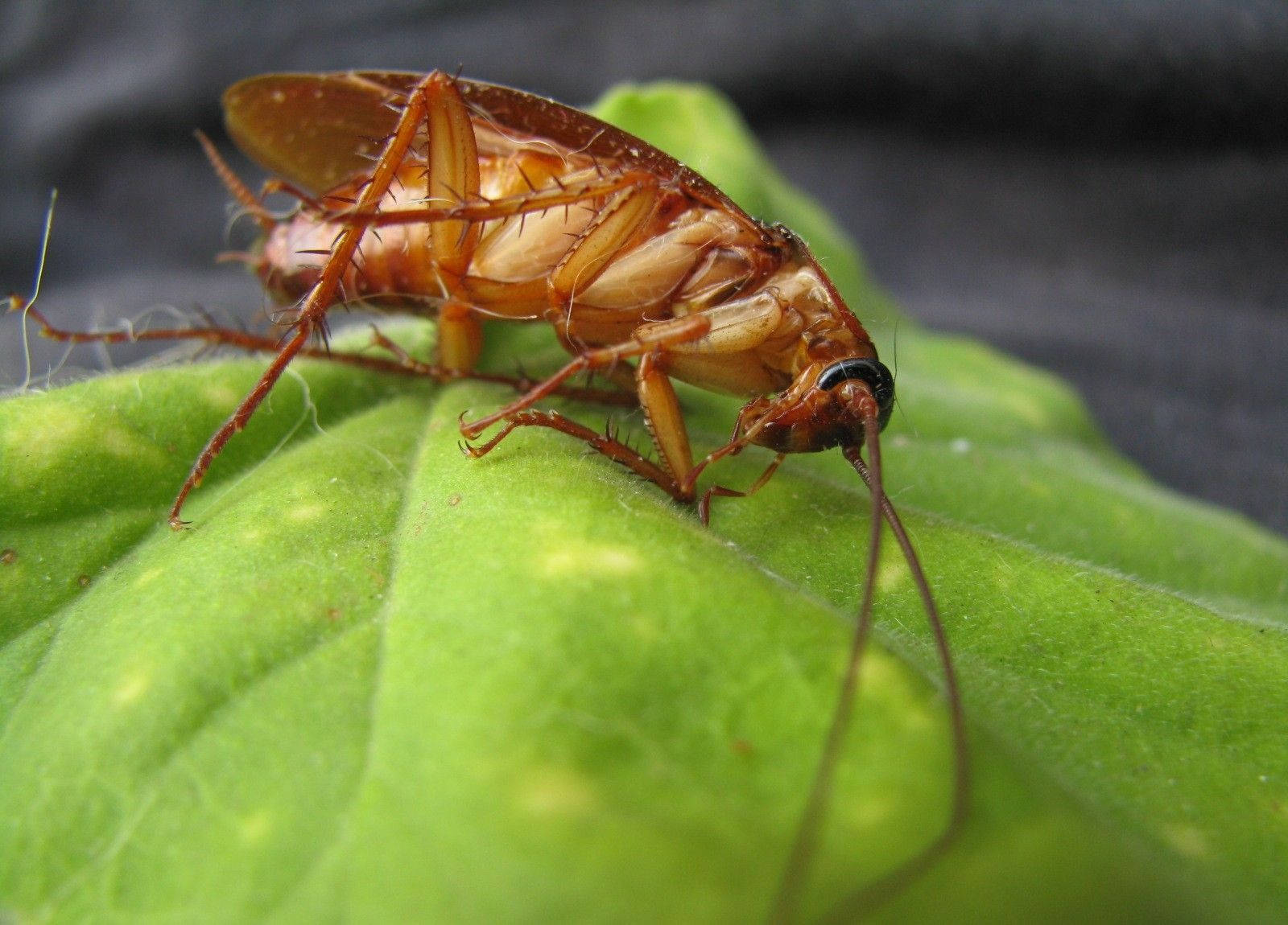 Adult German Cockroach Resting On Leaf Wallpaper