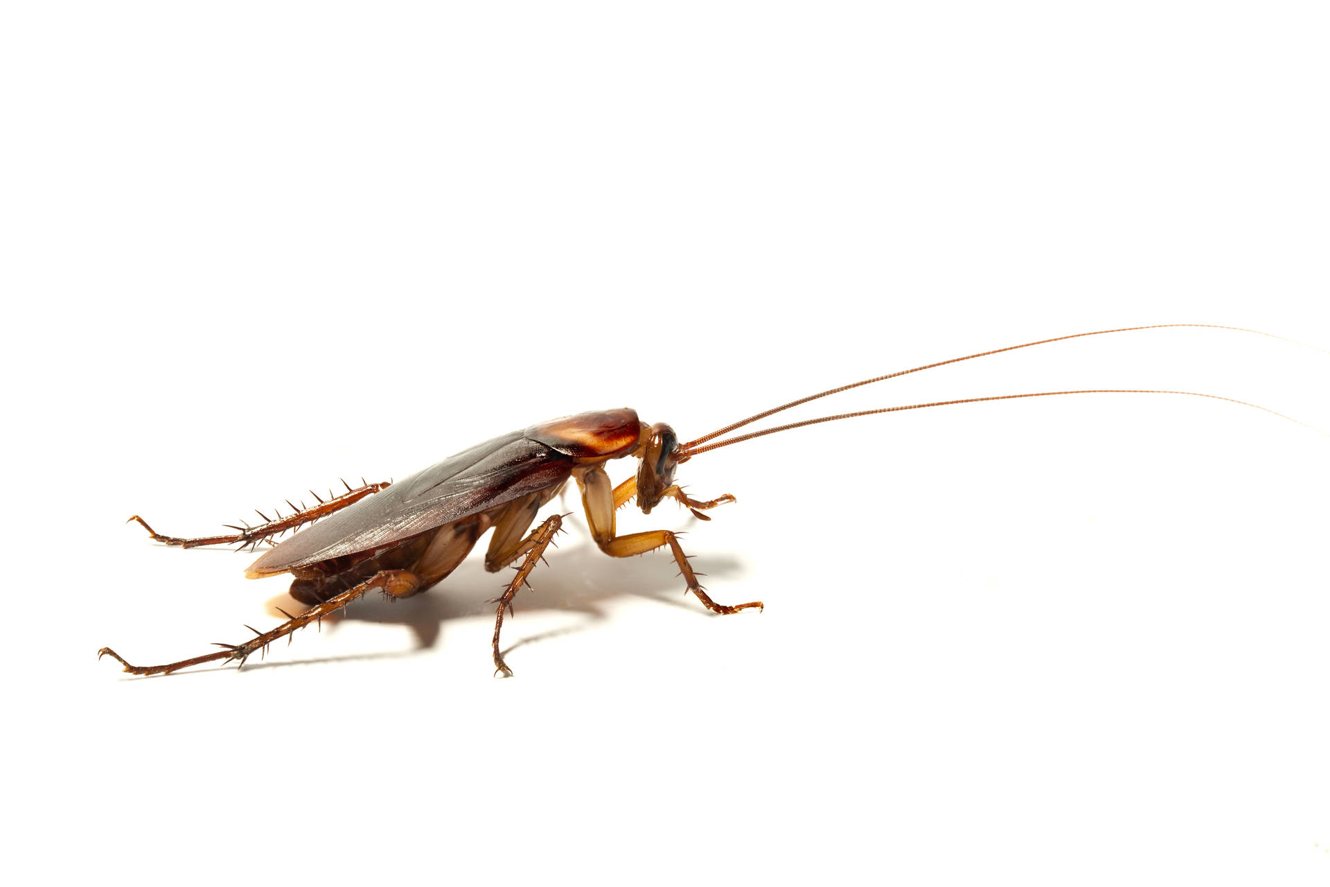 Adult German Cockroach Wallpaper