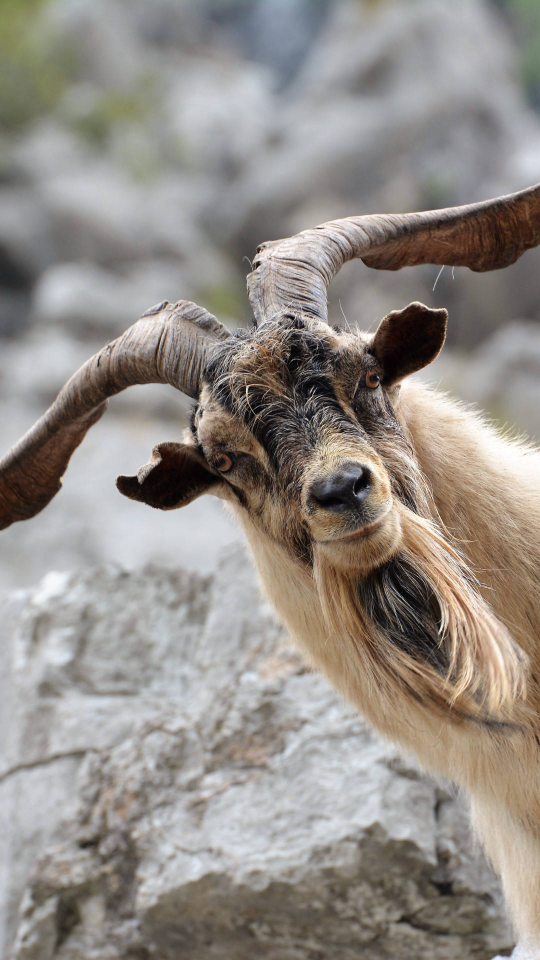 Adult Goat In Mountain Wallpaper
