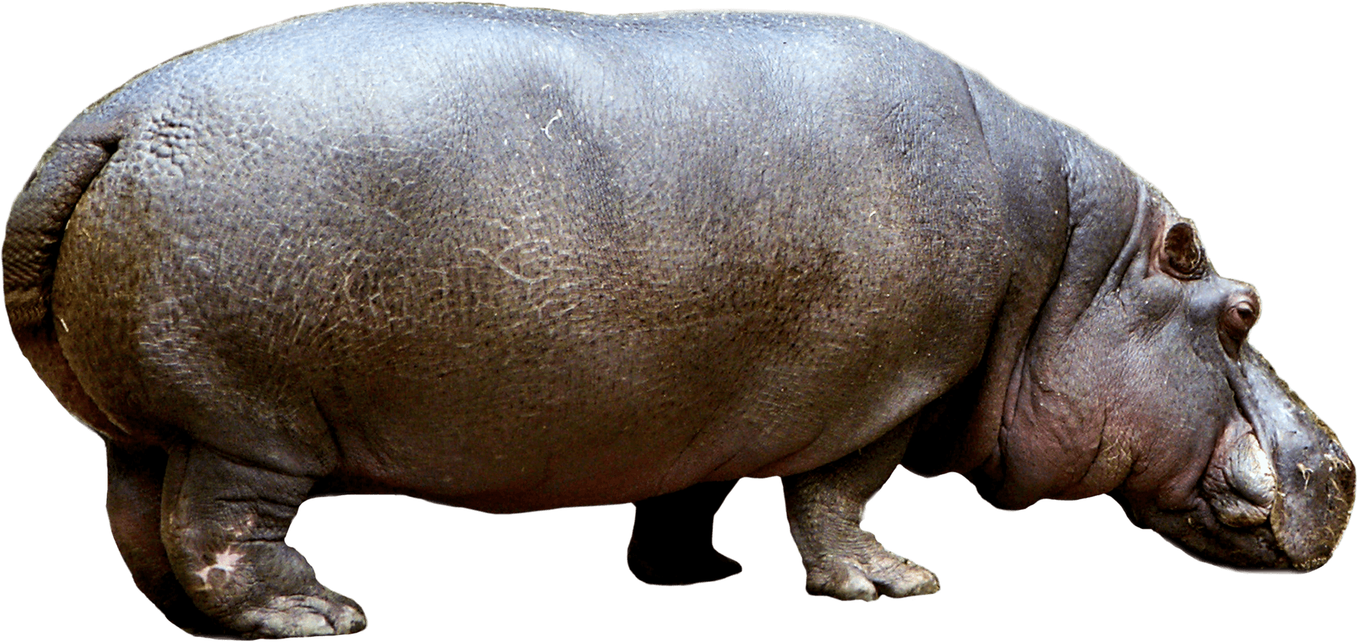 Adult Hippopotamus Isolated PNG