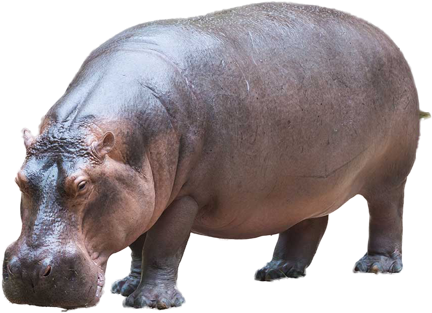 Adult Hippopotamus Standing Transparent Background PNG