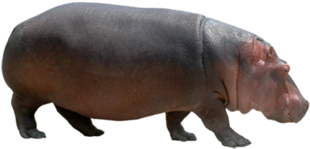 Adult Hippopotamus Transparent Background PNG