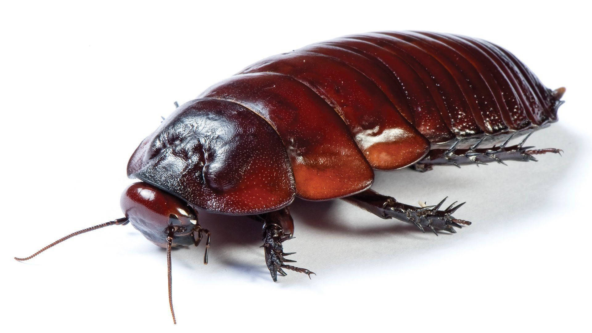 Adult Light Brown Oriental Cockroach Wallpaper