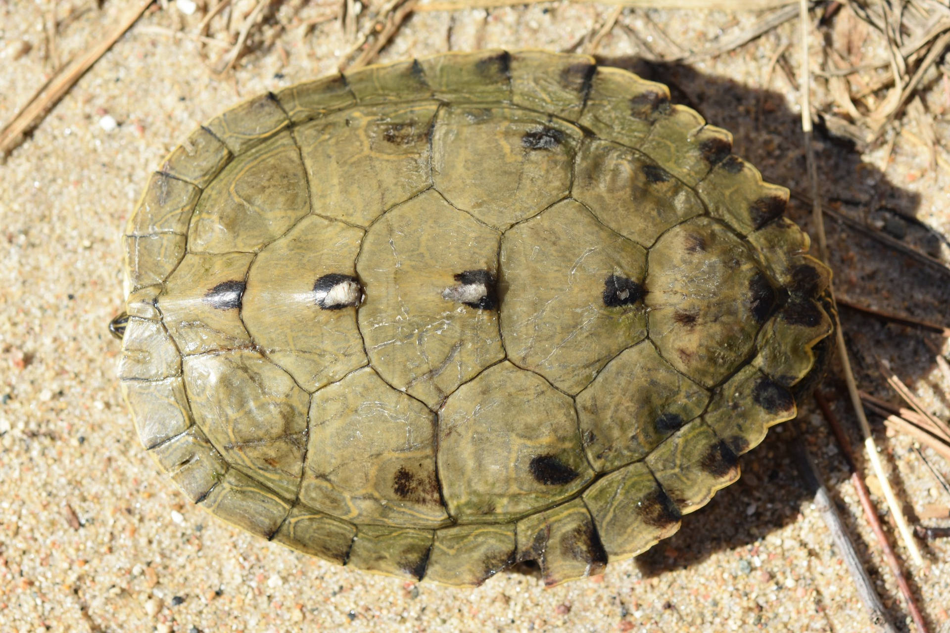 Adult Male False Map Turtle Carapace Wallpaper
