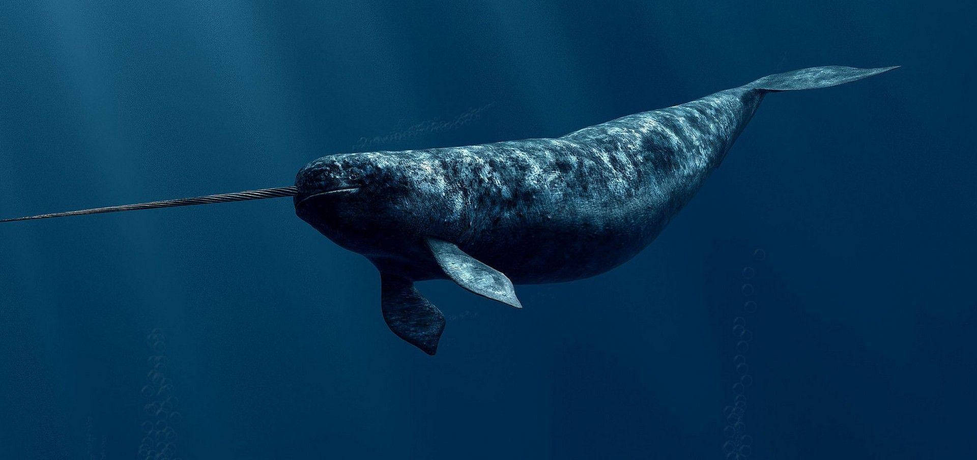 Adult Narwhal Swimming