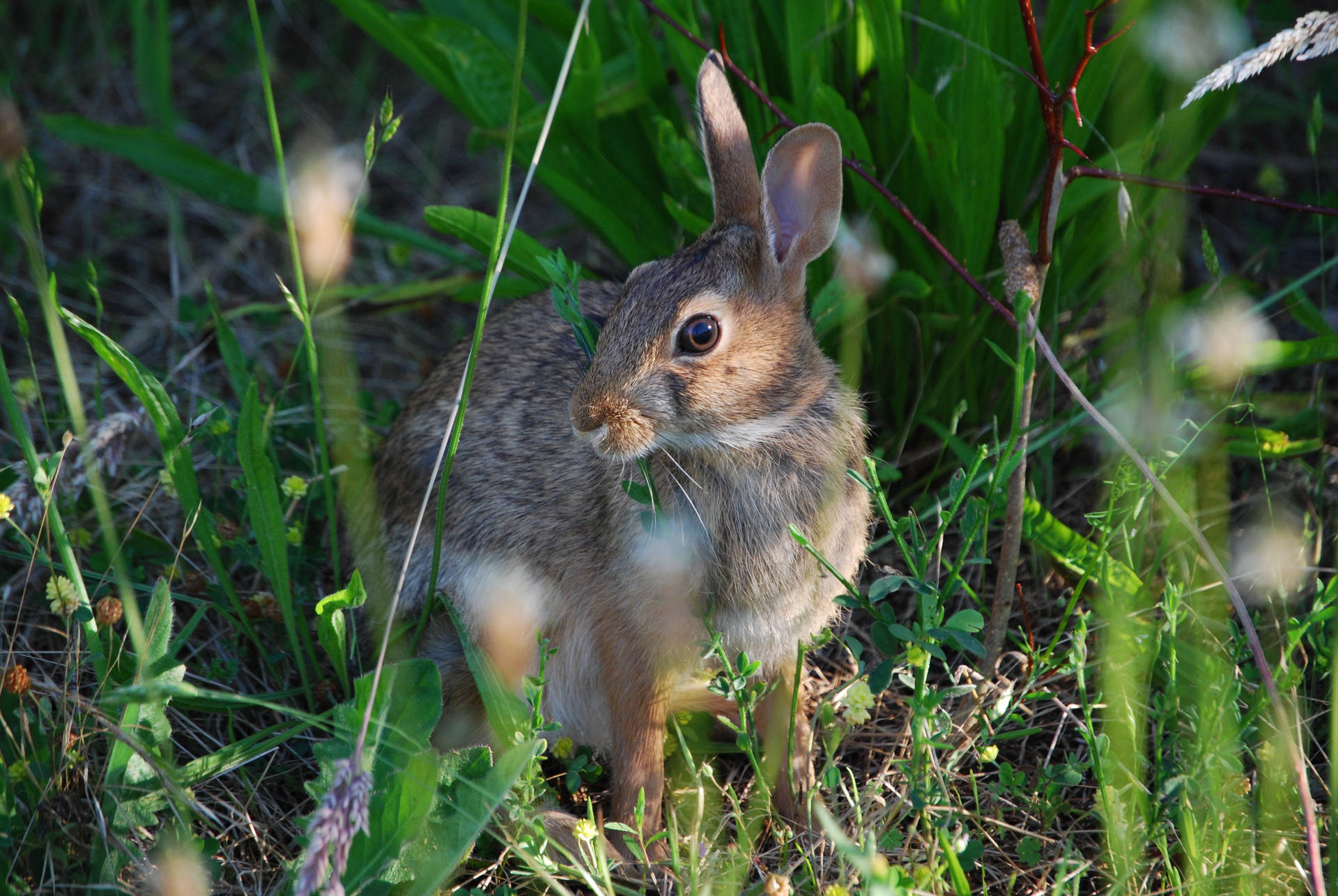Adult Rabbit Looking