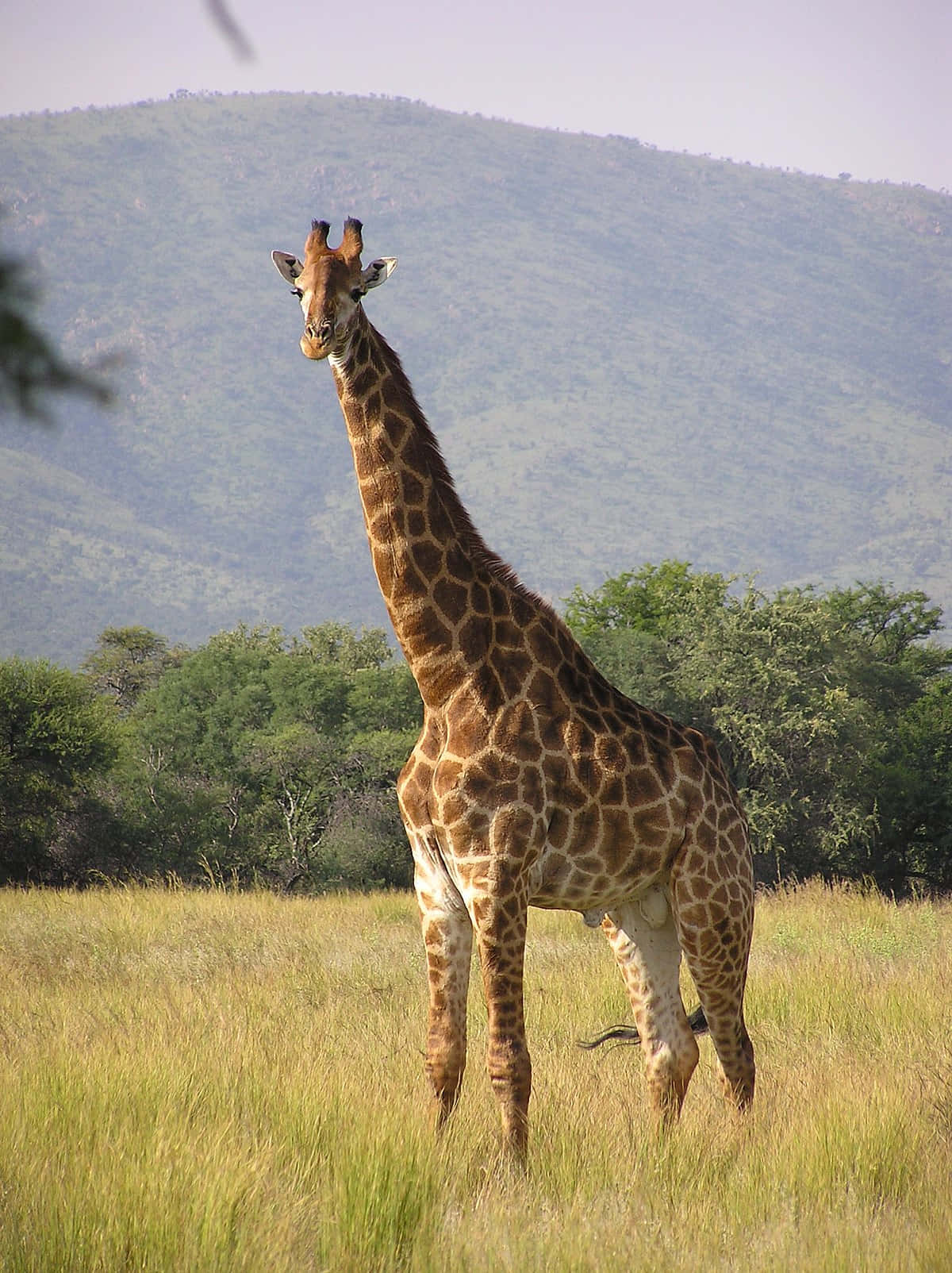 Bildav En Vuxen Sydafrikansk Giraff