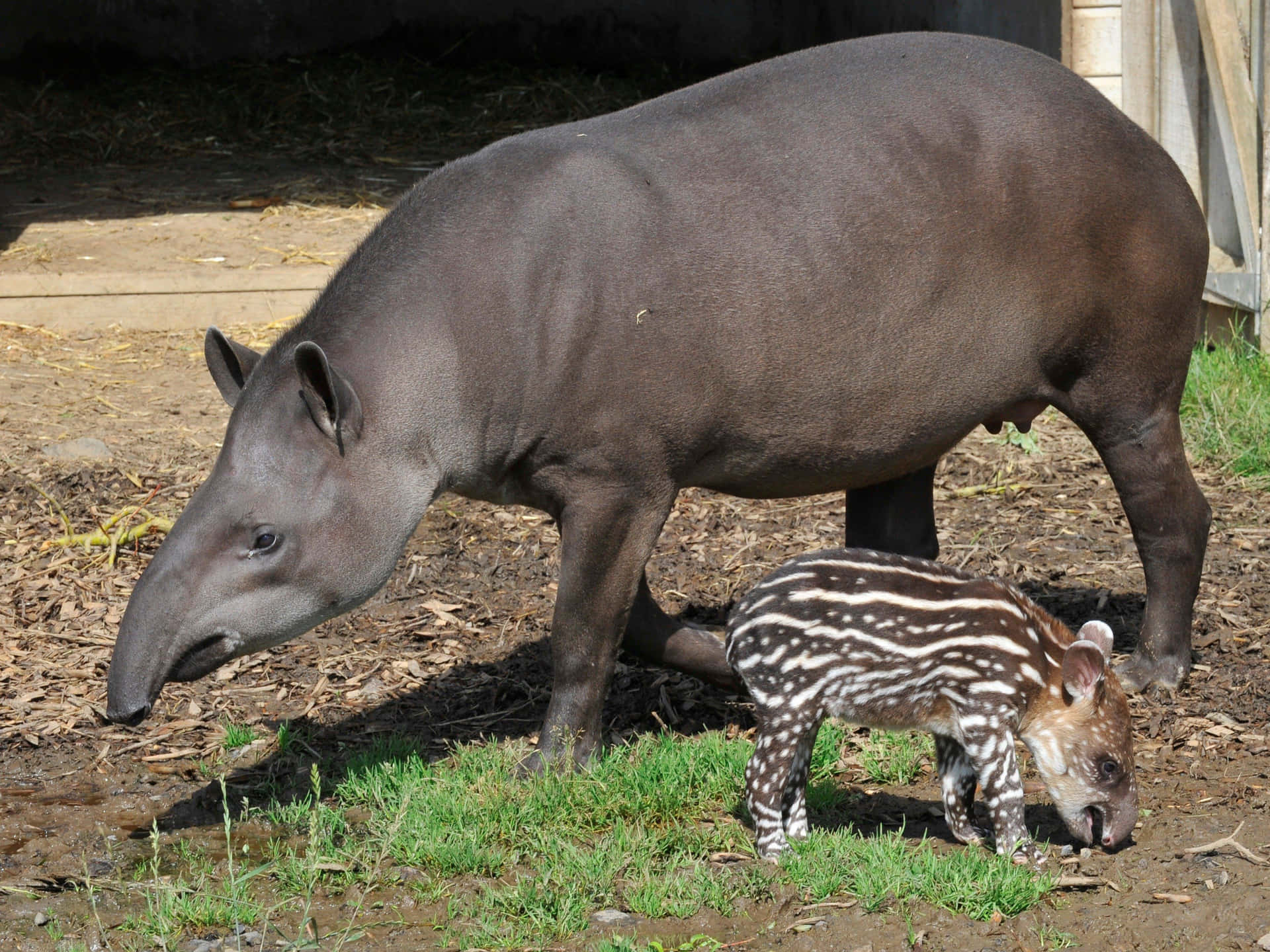 Adultand Baby Tapir Grazing.jpg Wallpaper