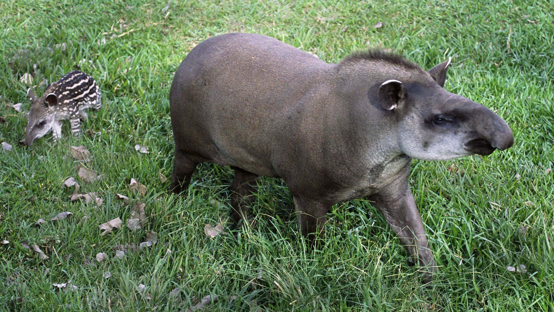 Adultand Baby Tapirin Grass Wallpaper