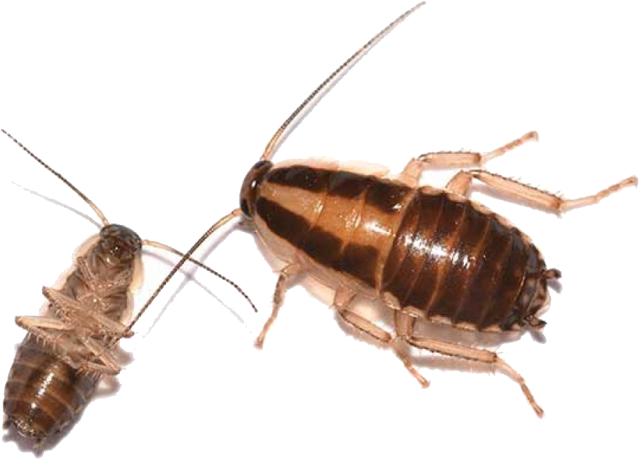 Adultand Nymph Cockroach PNG