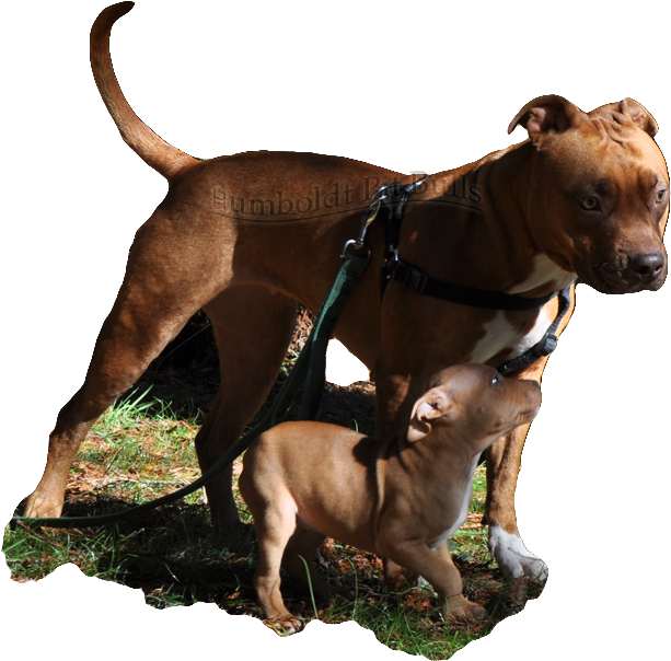 Adultand Puppy Pitbull Bonding PNG