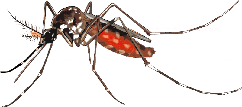 Aedes Aegypti Mosquito Illustration PNG