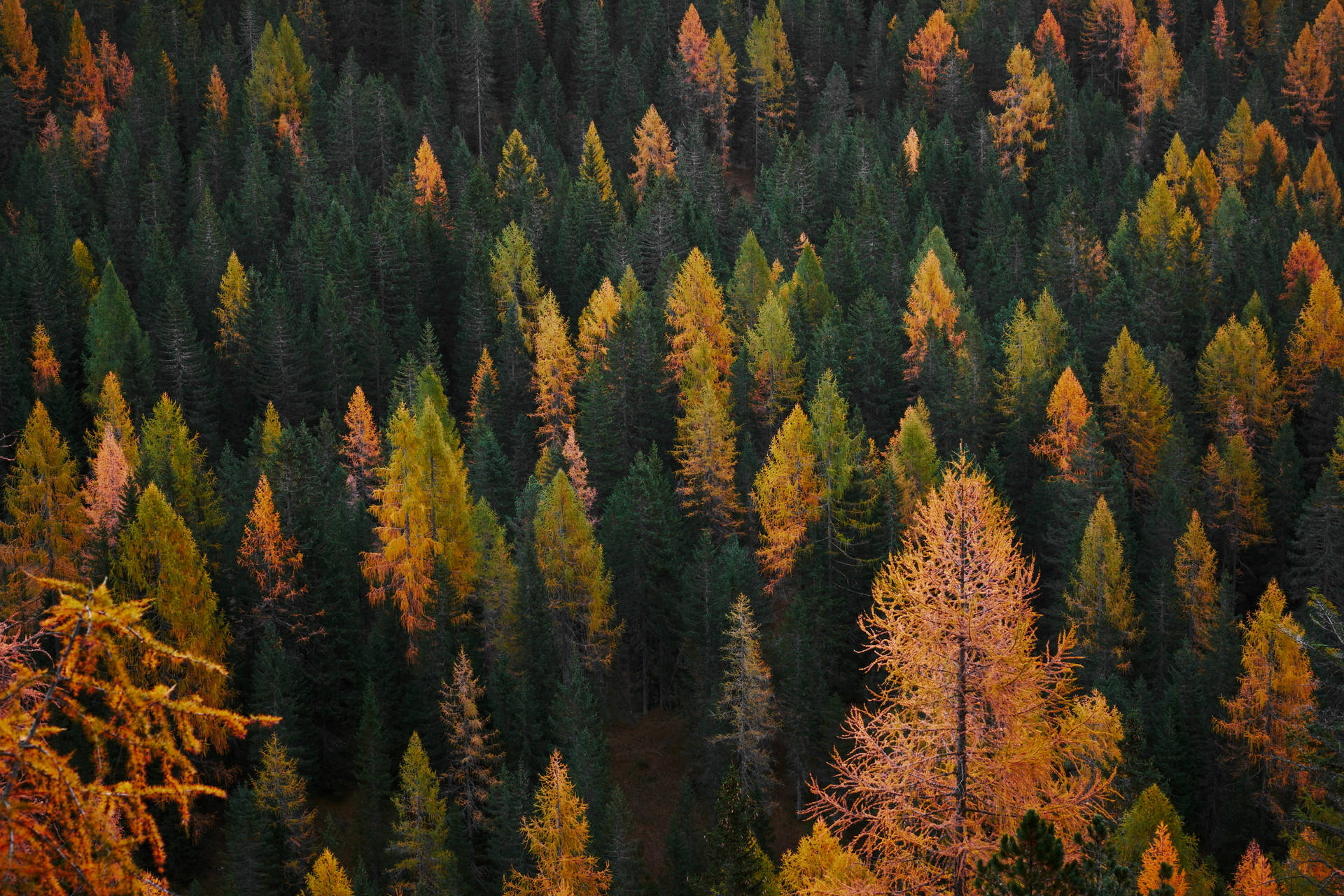 Aerial autumn evergreen forest wallpaper.