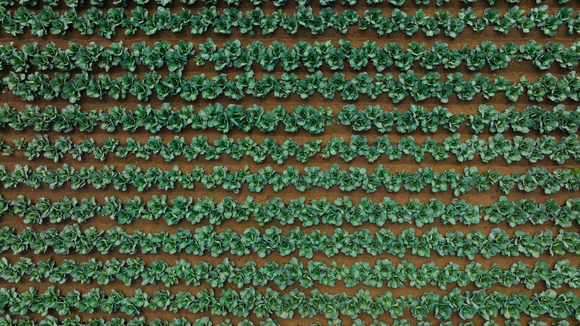 Aerial Cabbage Wallpaper