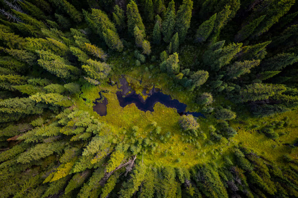 Aerial Forest Pond Burnaby Wallpaper