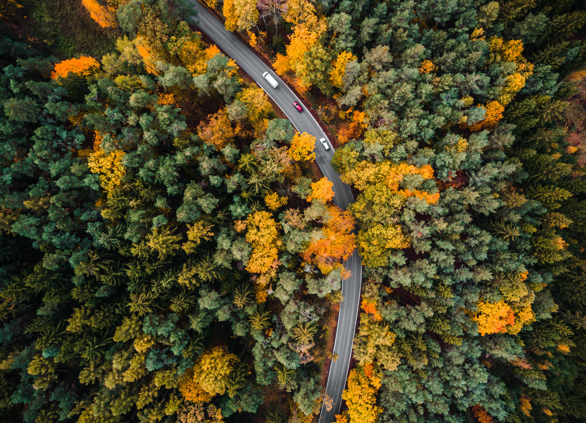 Luftfoto af skov og vej bedst efterår Wallpaper