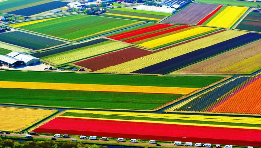 Tulip Field Aerial Picture