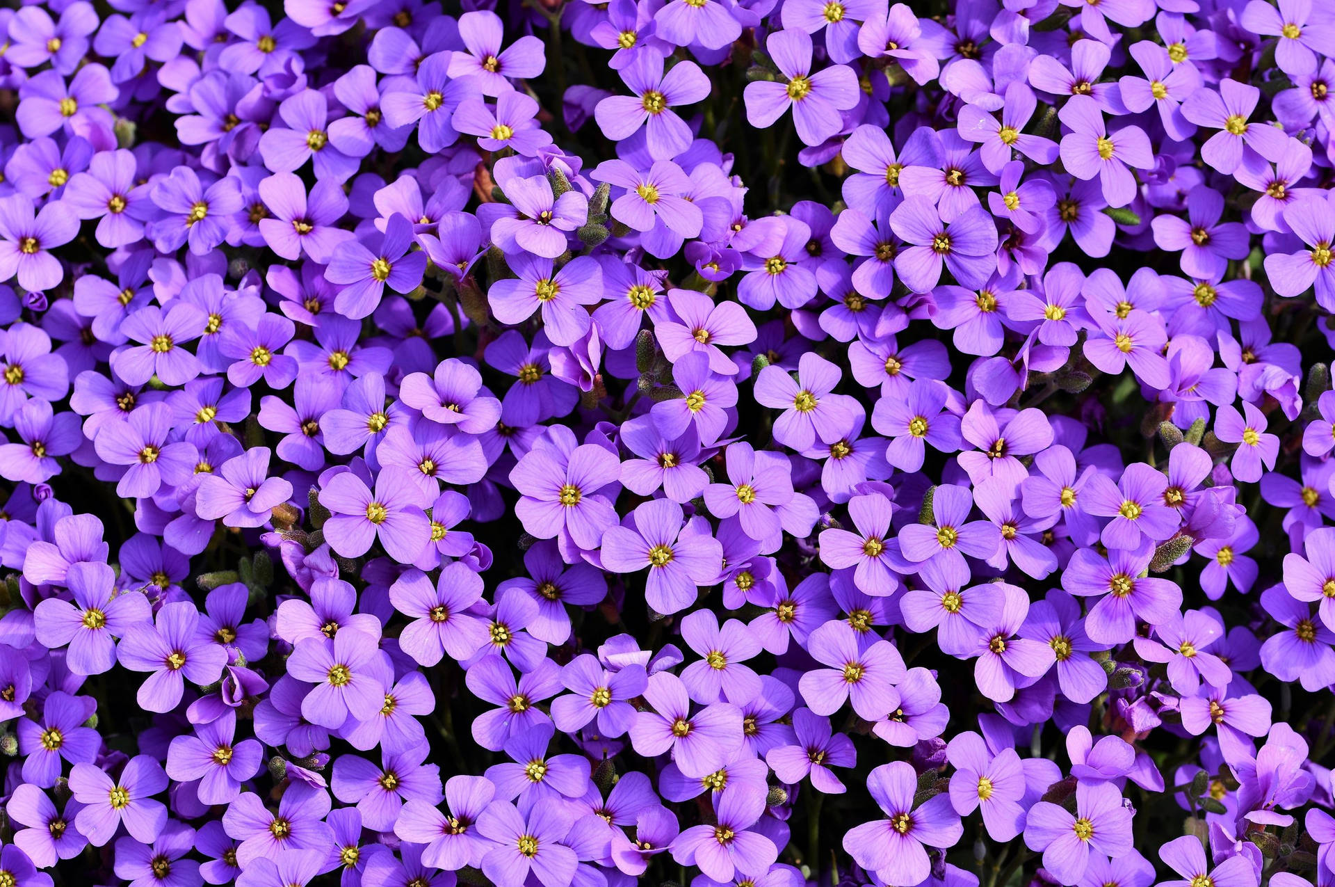 Aerial Purple Flower Photo Wallpaper