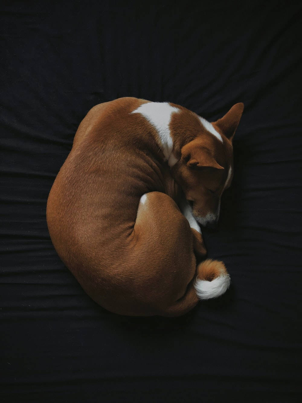 Aerial Shot Of A Sleeping Dog Background