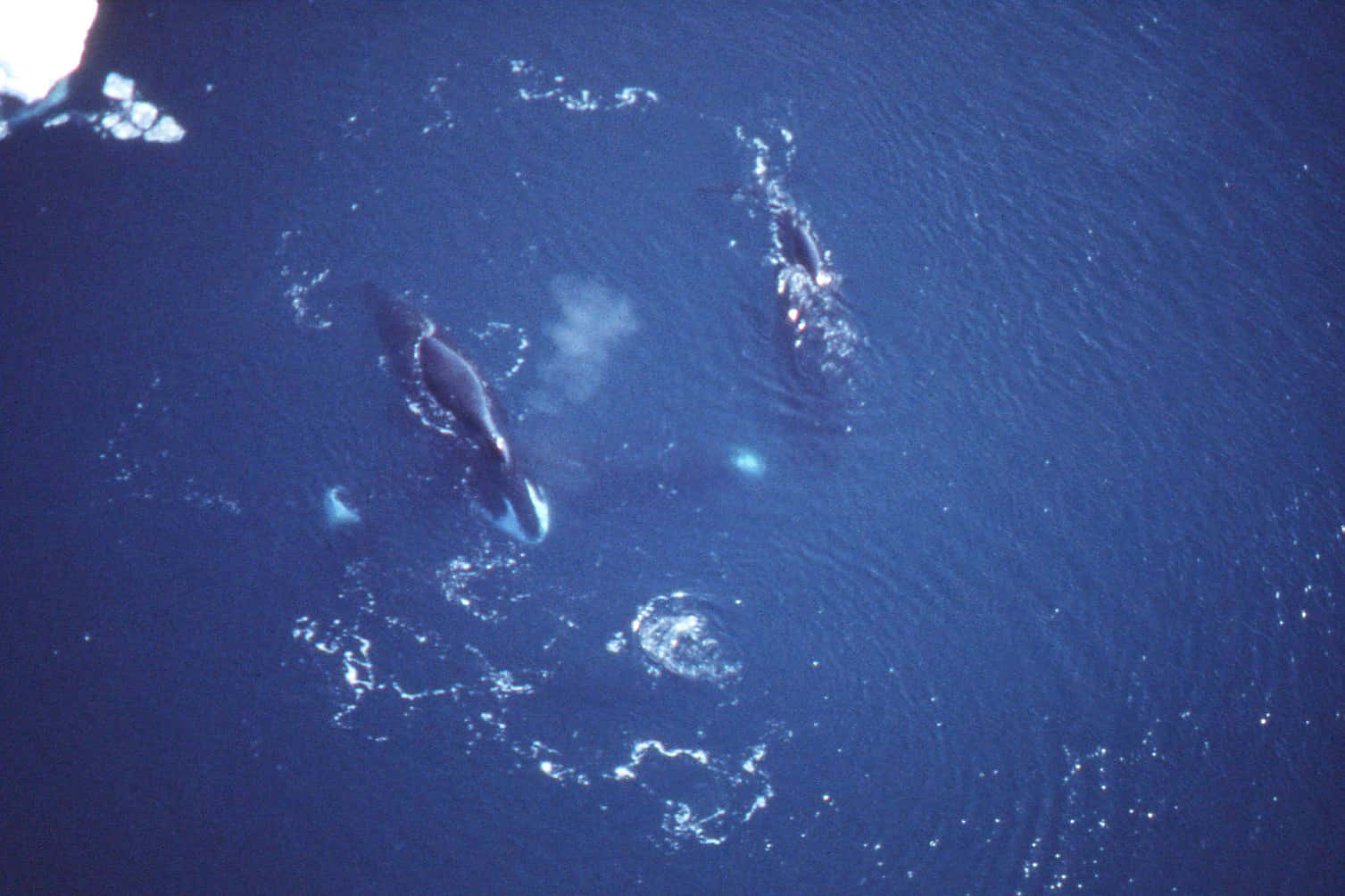 Aerial View Bowhead Whales Wallpaper