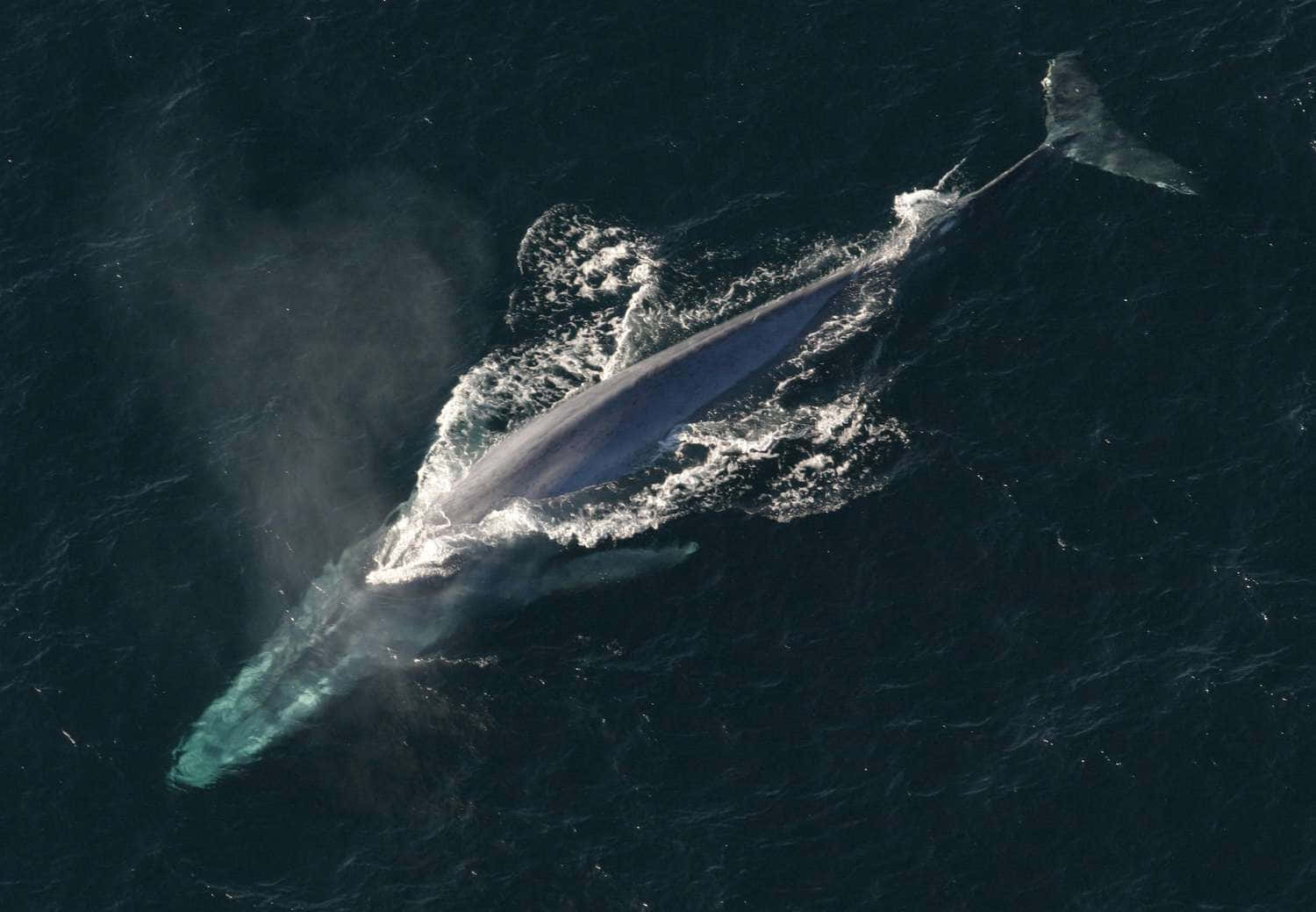 Aerial View Minke Whale Swimming Wallpaper