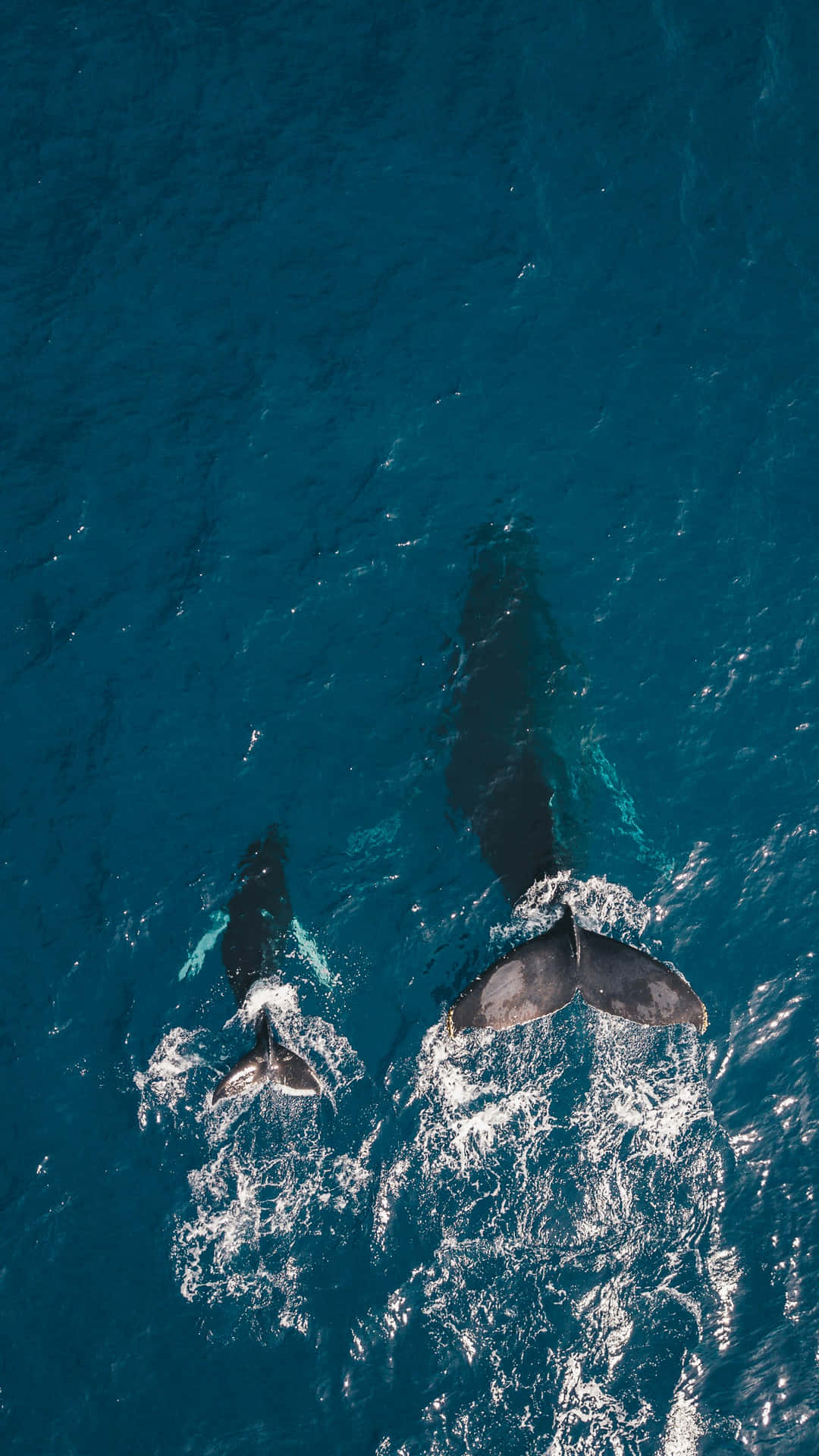 Aerial View Minke Whales Swimming Wallpaper