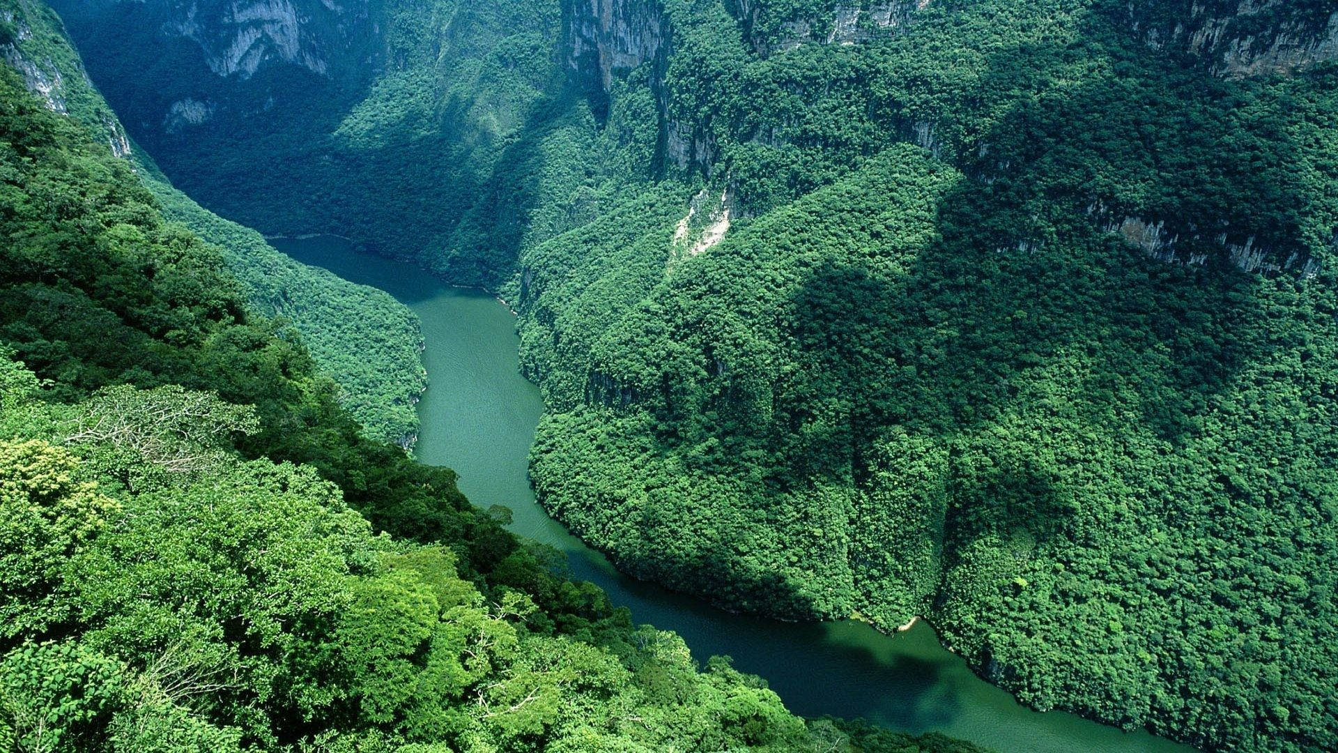 Luftfoto Af Amazonas-floden Wallpaper