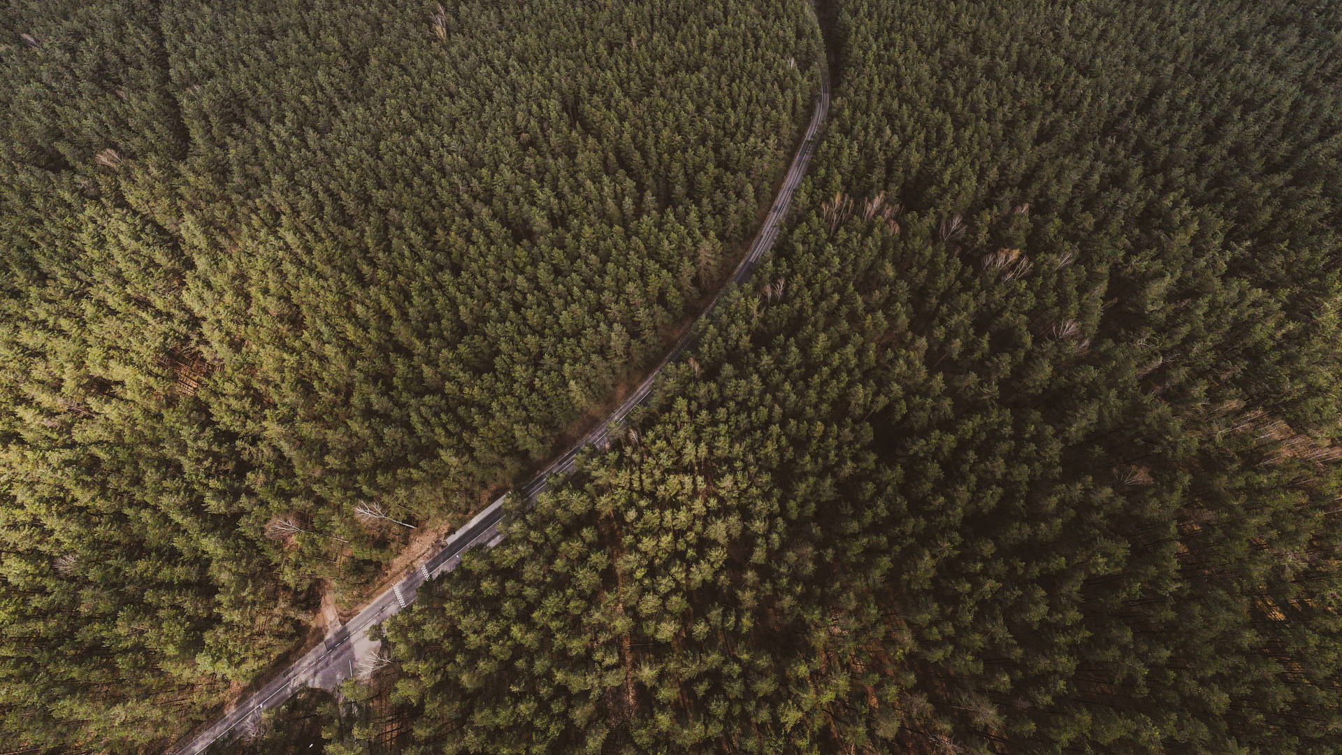 Aerial View Of Forest In Lithuania