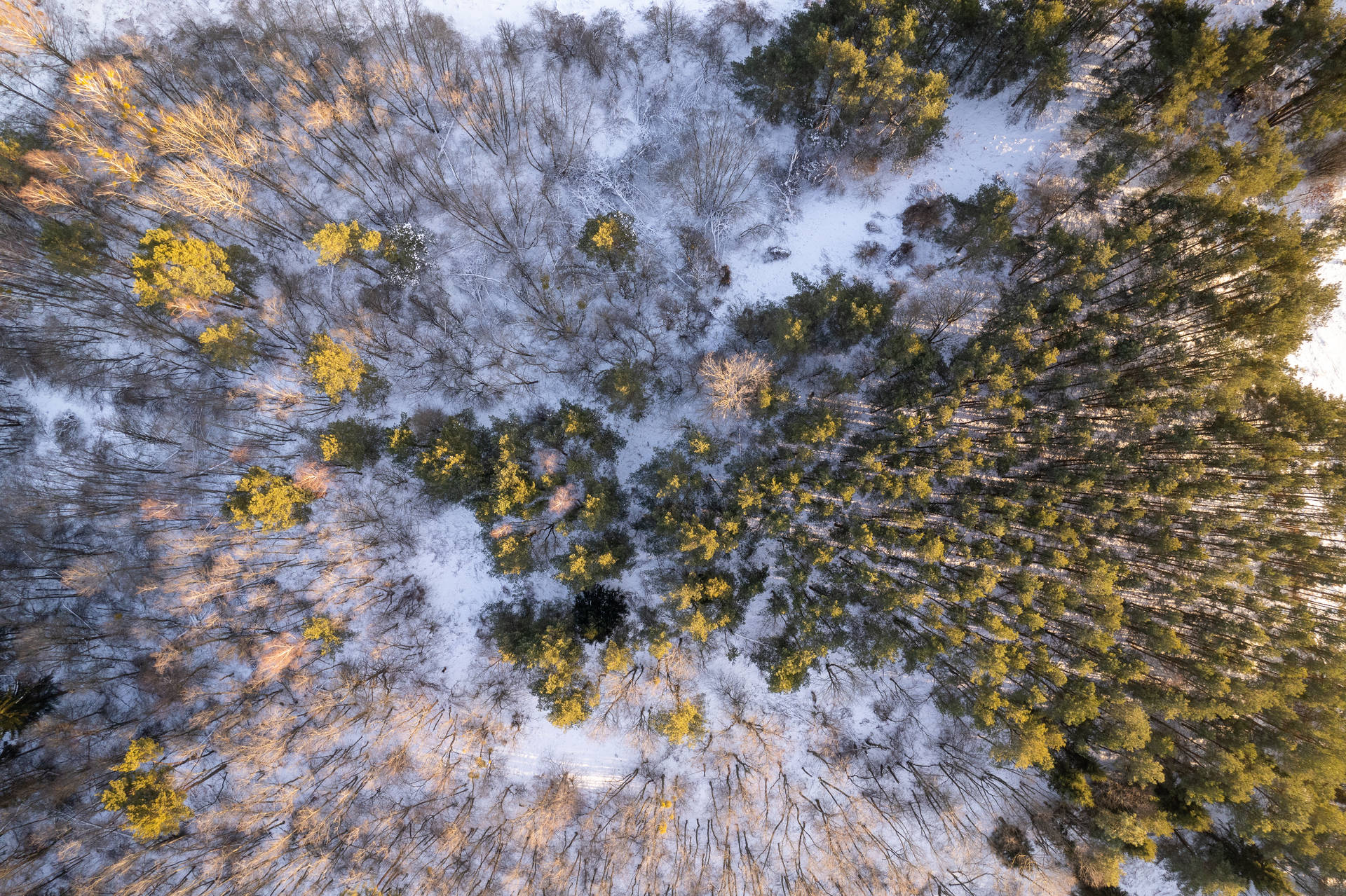 Aerial View Of Snowy Forest In Lithuania