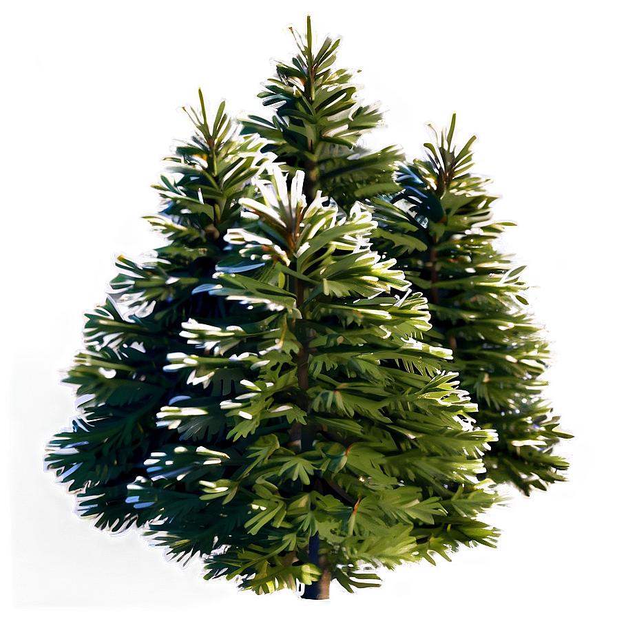 Aerial View Of Spruce Trees Png 06132024 PNG