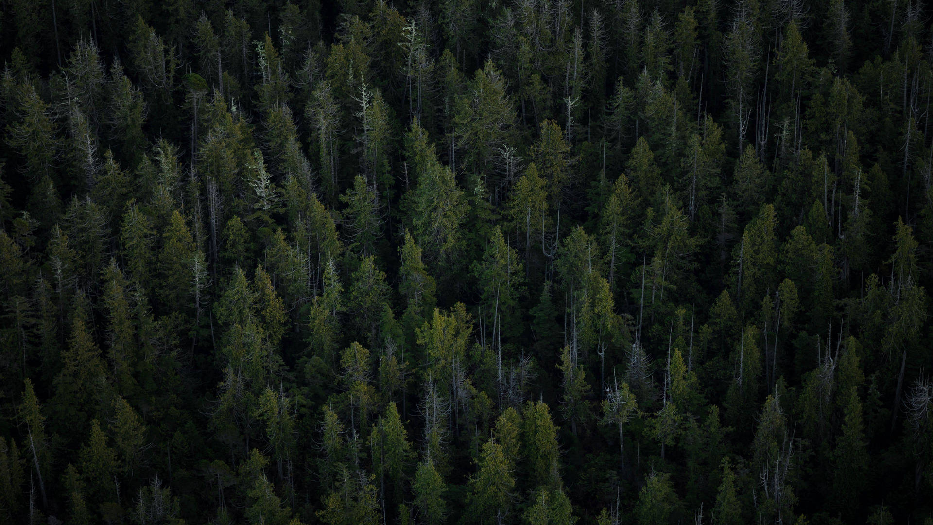 Aerial View Pine Trees 4k Forest Wallpaper